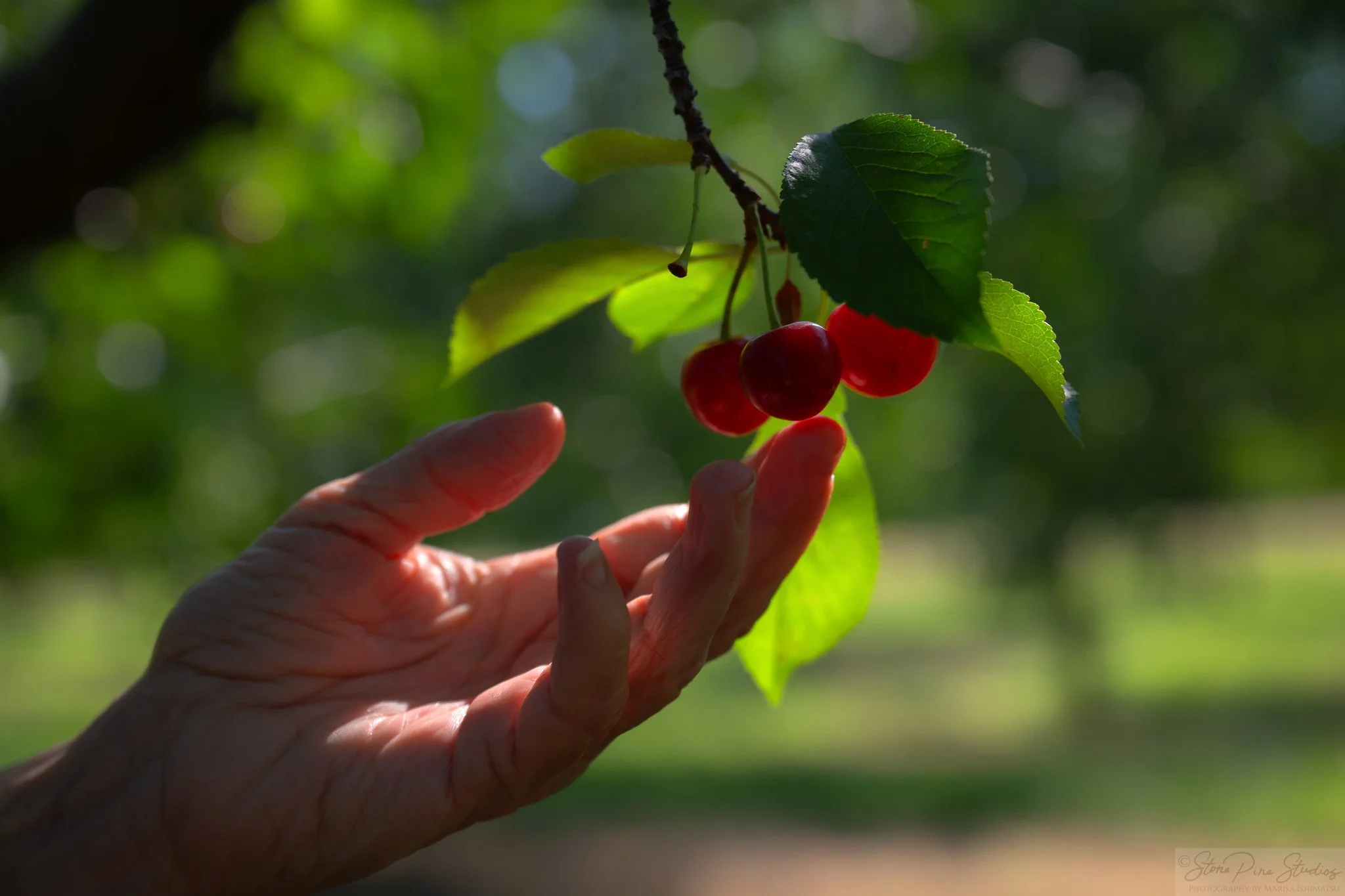 Hand Picked