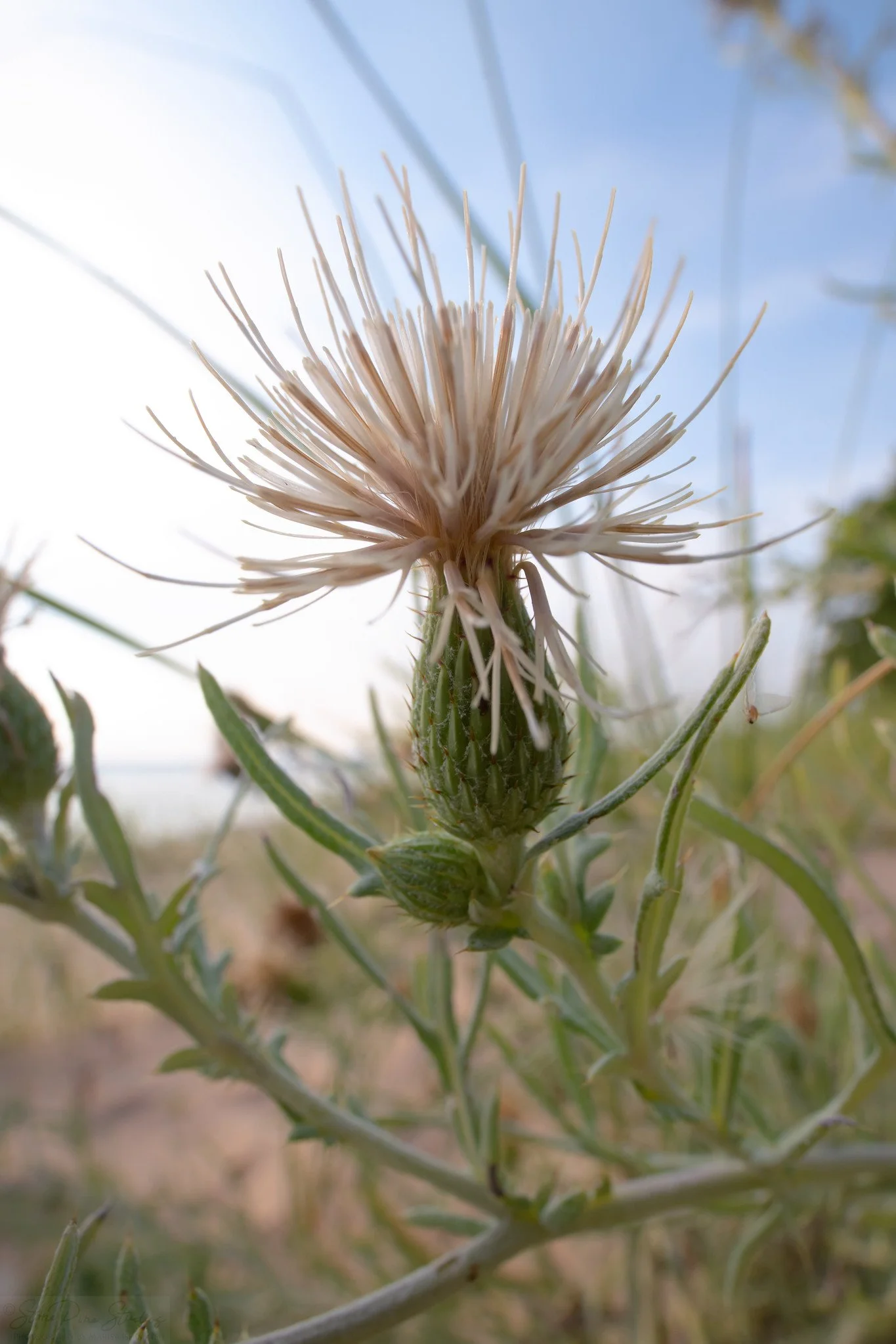 Dune thistle (Cirsium pitcheri)