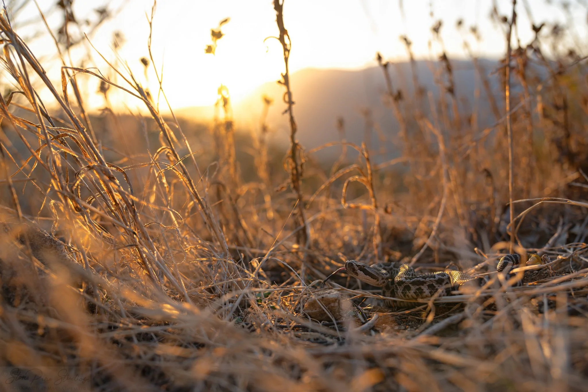 Southern Pacific Rattlesnake (Crotalus oreganus helleri)