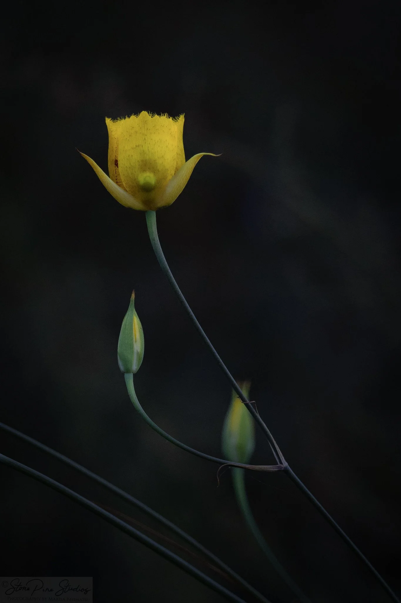Weed's mariposa lily (Calochortus weedii)