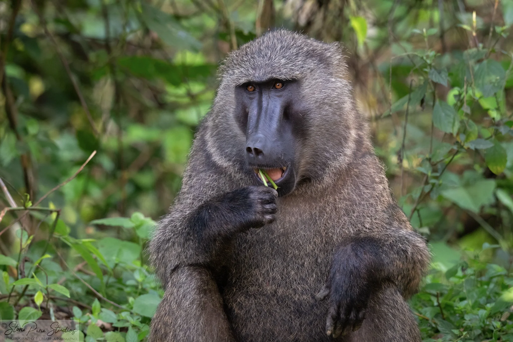 Olive baboon (Papio anubis)