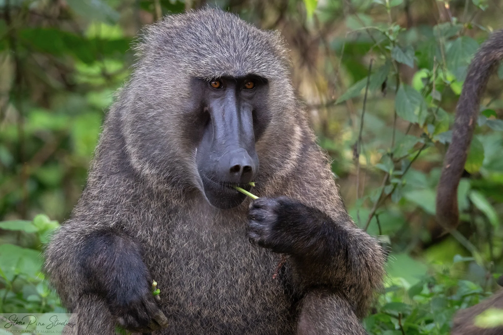 Olive baboon (Papio anubis)