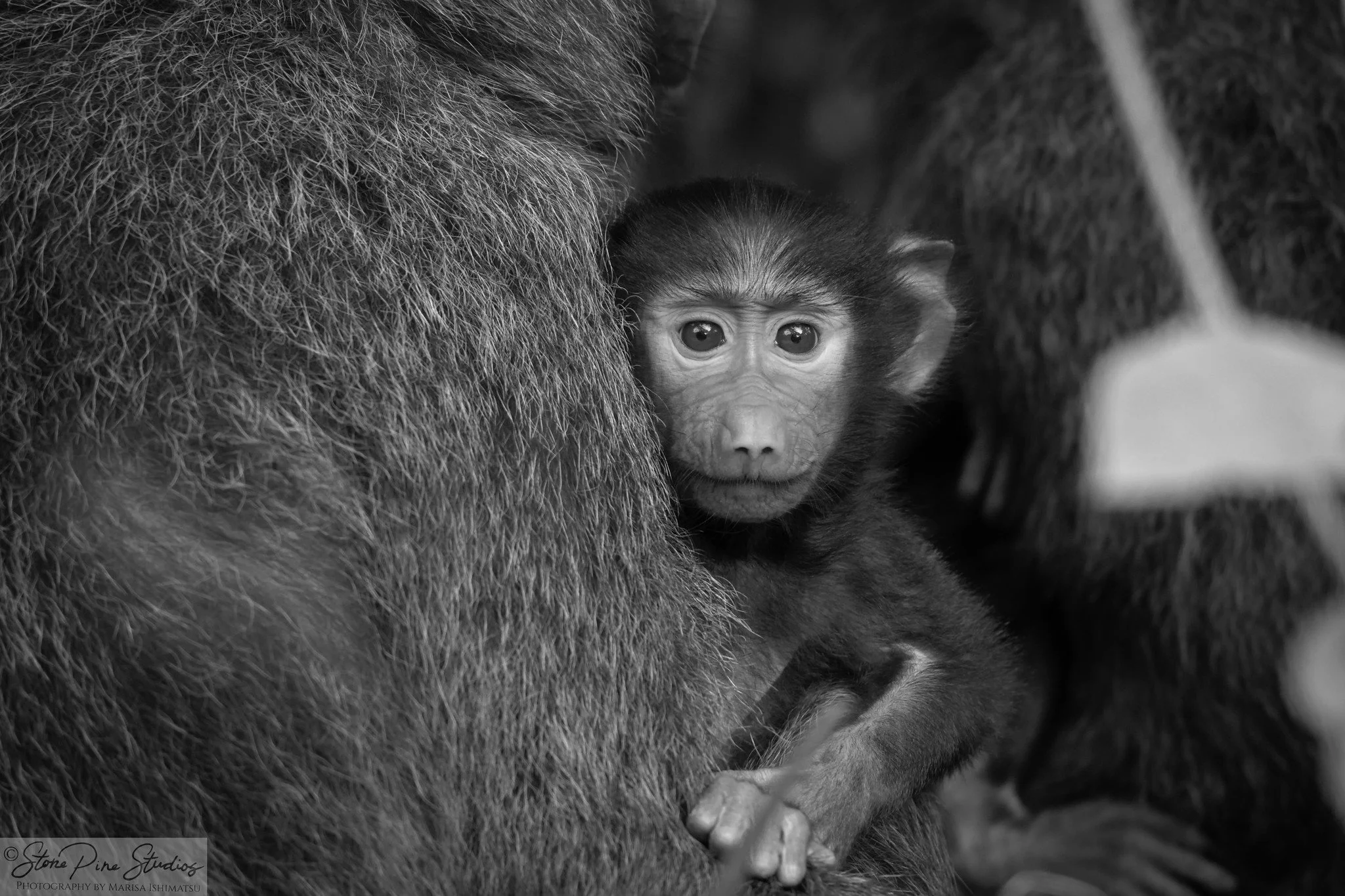 Olive baboon (Papio anubis)
