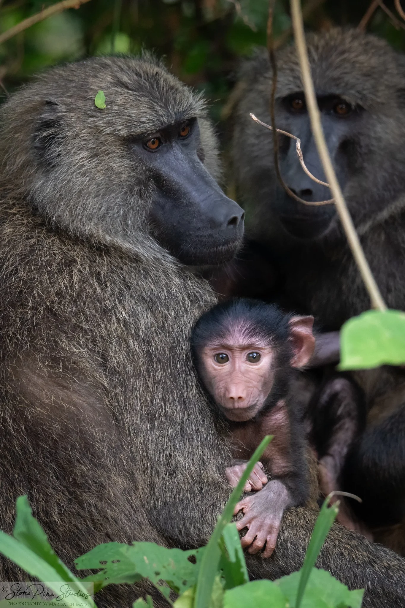Olive baboon (Papio anubis)