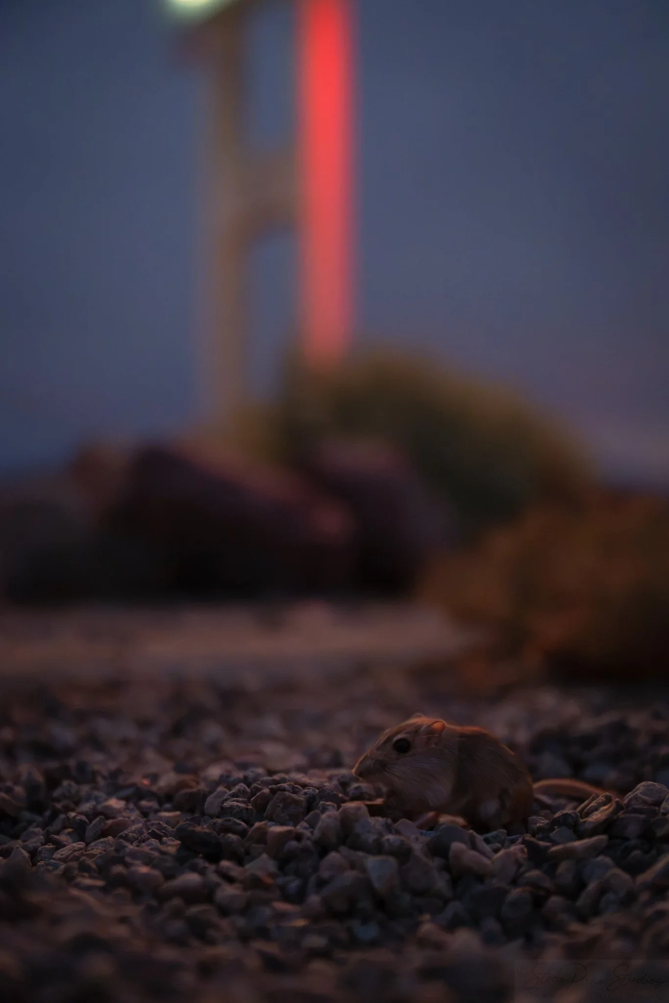 Desert kangaroo rat (Dipodomys deserti)