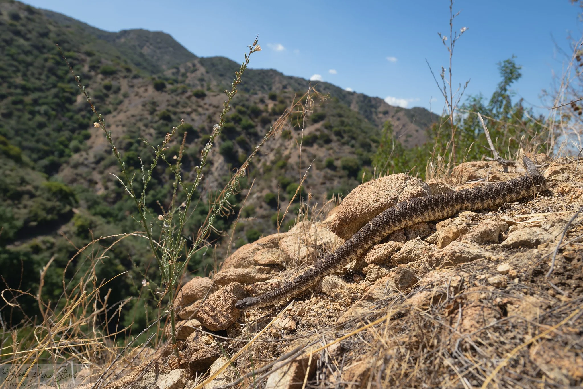Southern Pacific Rattlesnake (Crotalus oreganus helleri)