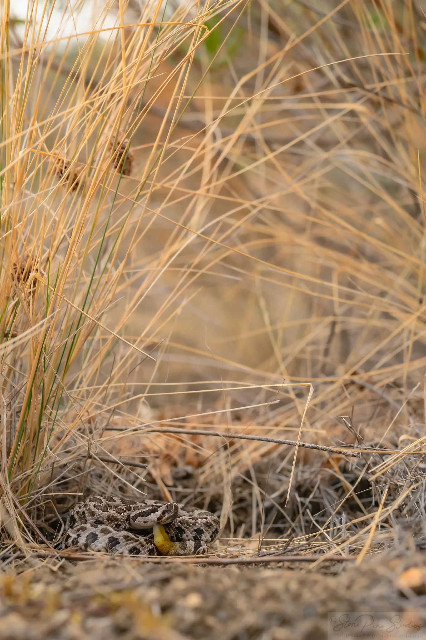 Southern Pacific Rattlesnake (Crotalus oreganus helleri)