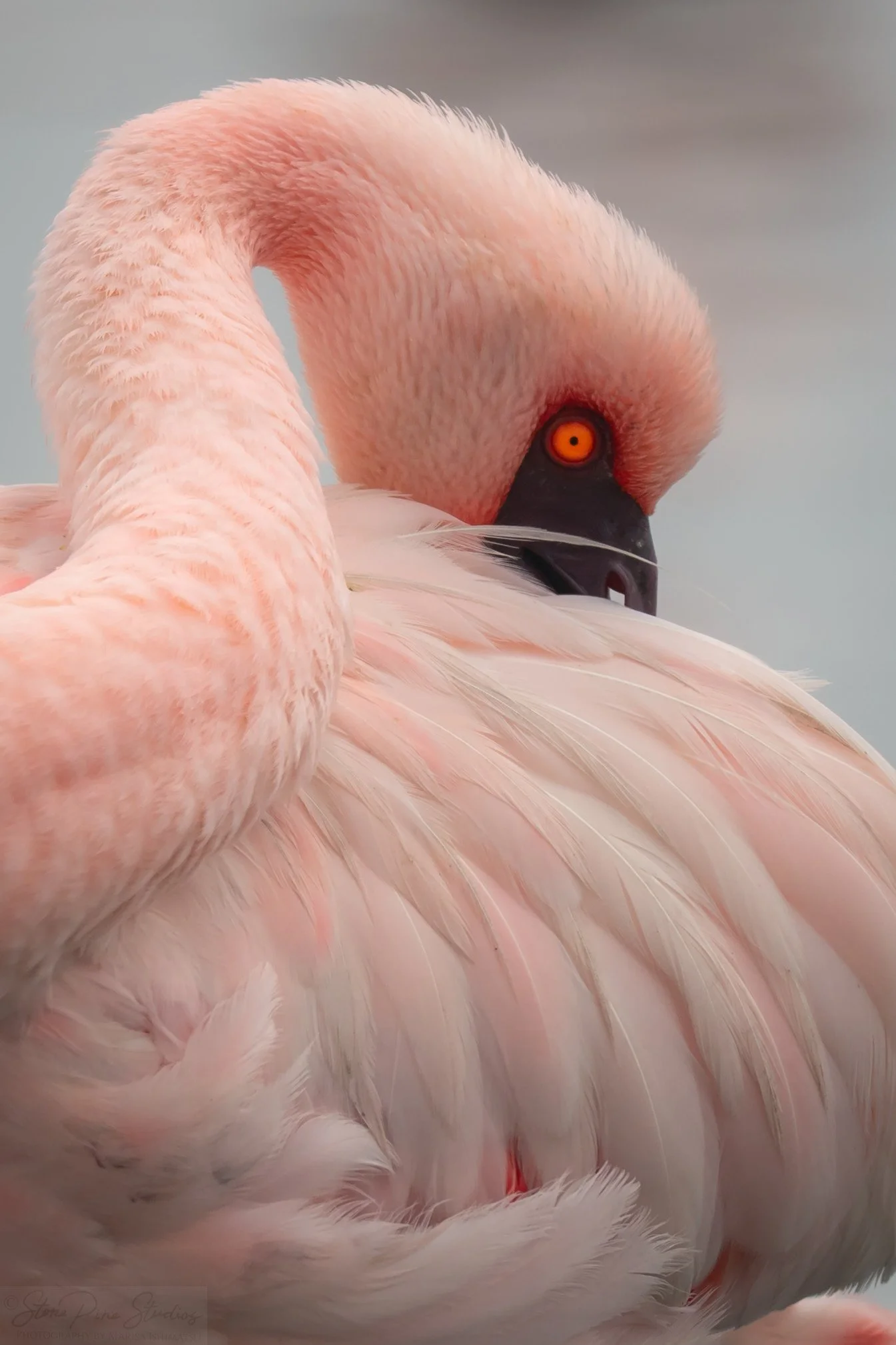 Lesser Flamingo (Phoeniconaias minor)