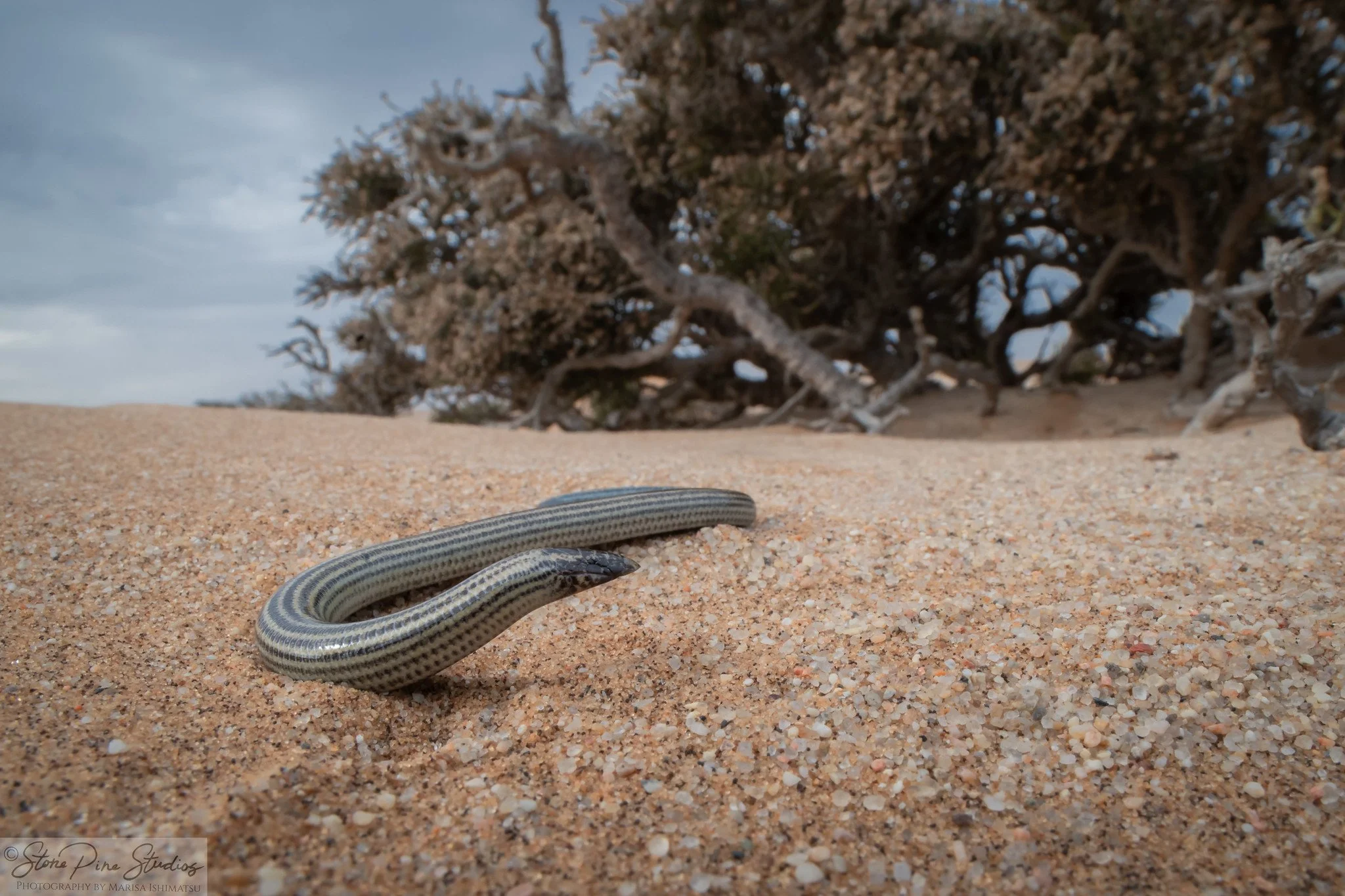 Short Blind Dart Skink (Typhlacontias brevipes)