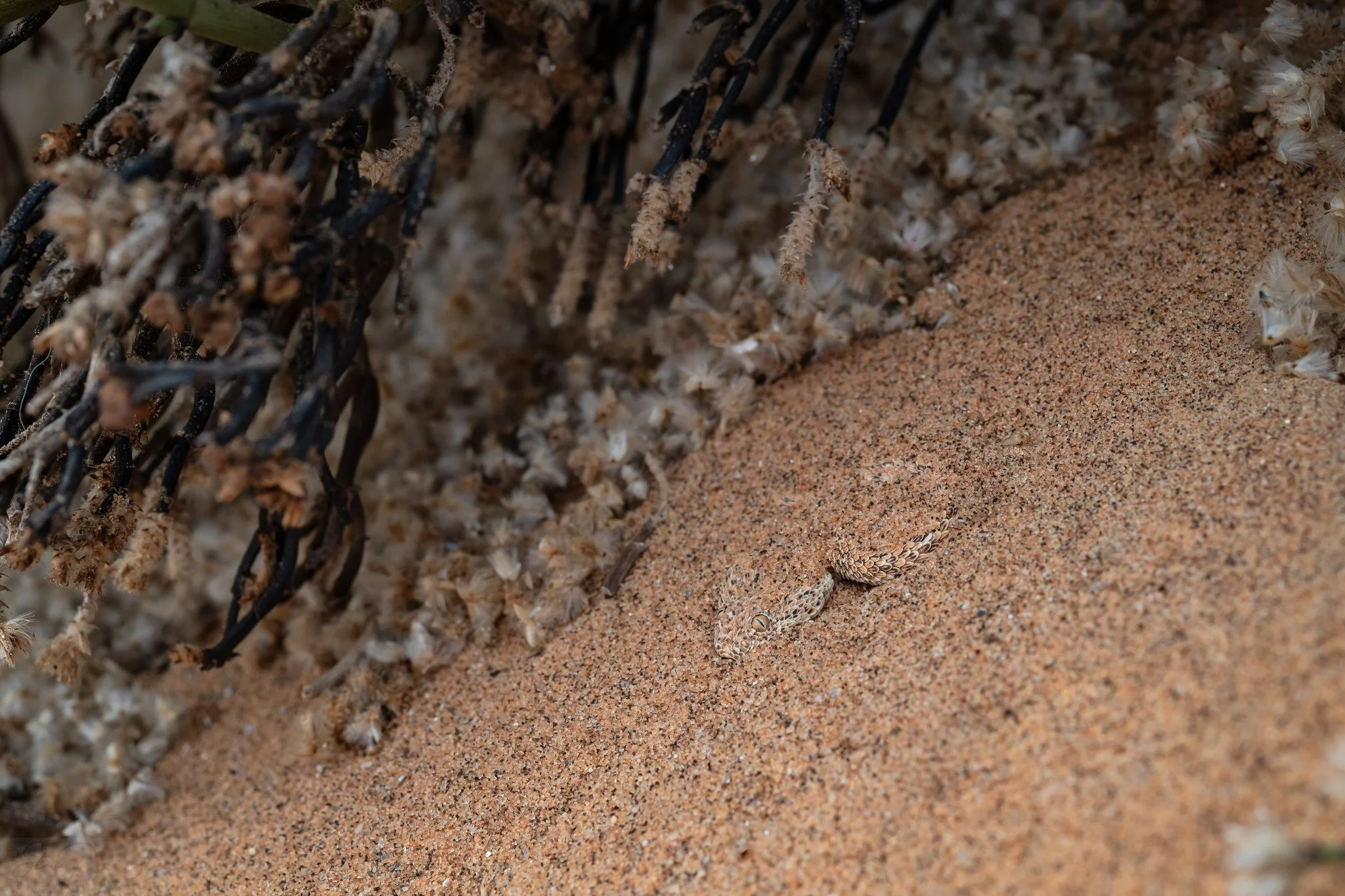 Peringuey's adder (Bitis peringueyi), in situ