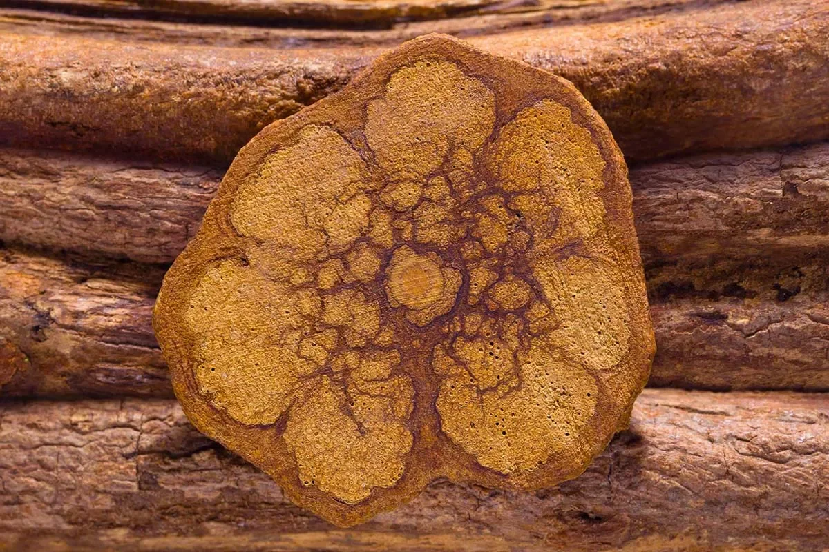 banisteriopsis_caapi_ayahuasca.jpg.webp