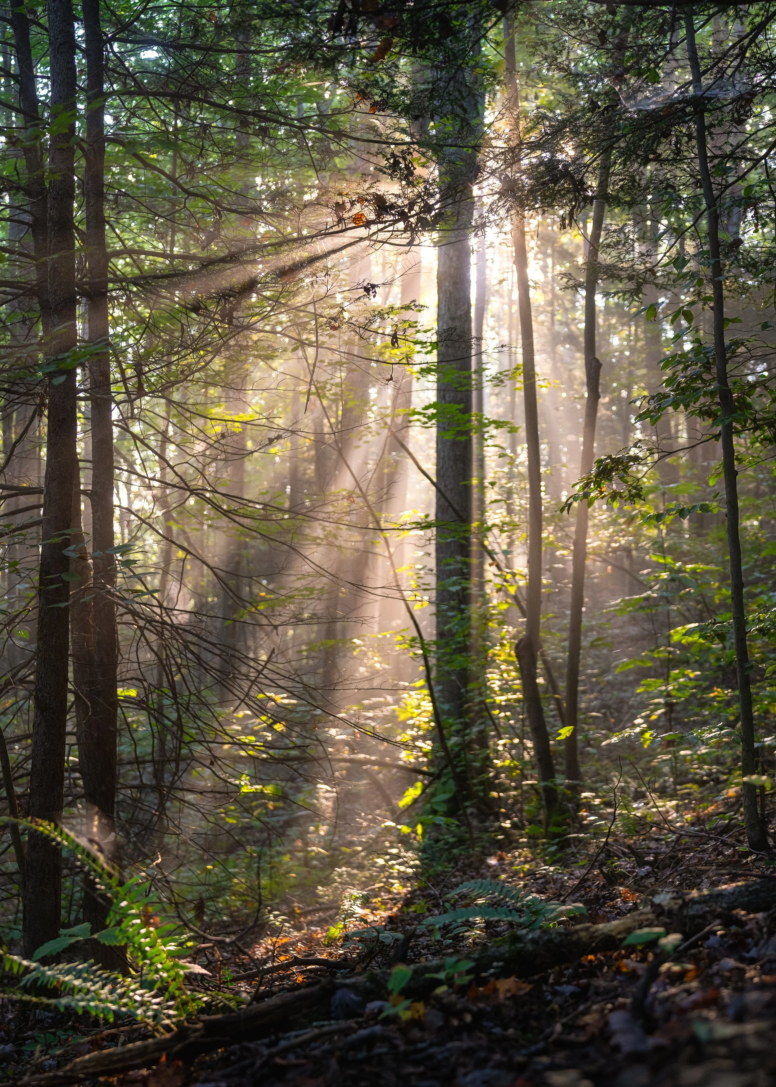 DSC00420-Edit-Edit 2.jpeg