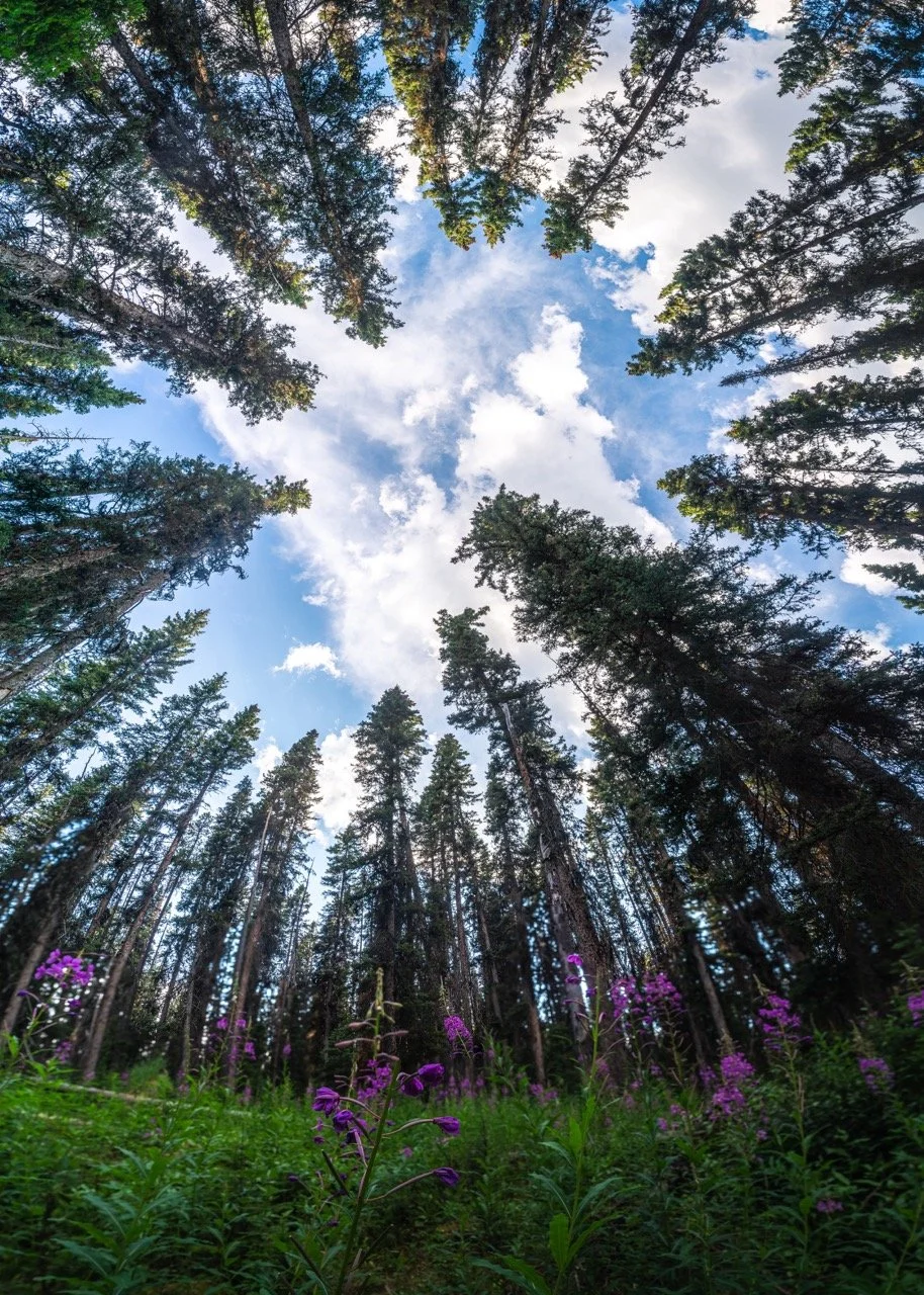 DSC05884-Pano 2 Large.jpeg