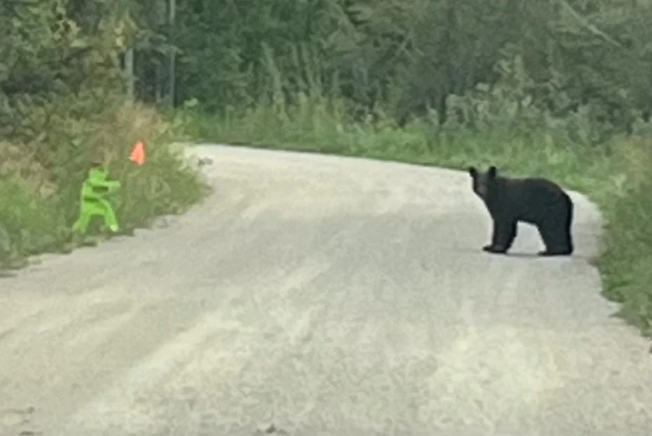 A black bear crossing the road