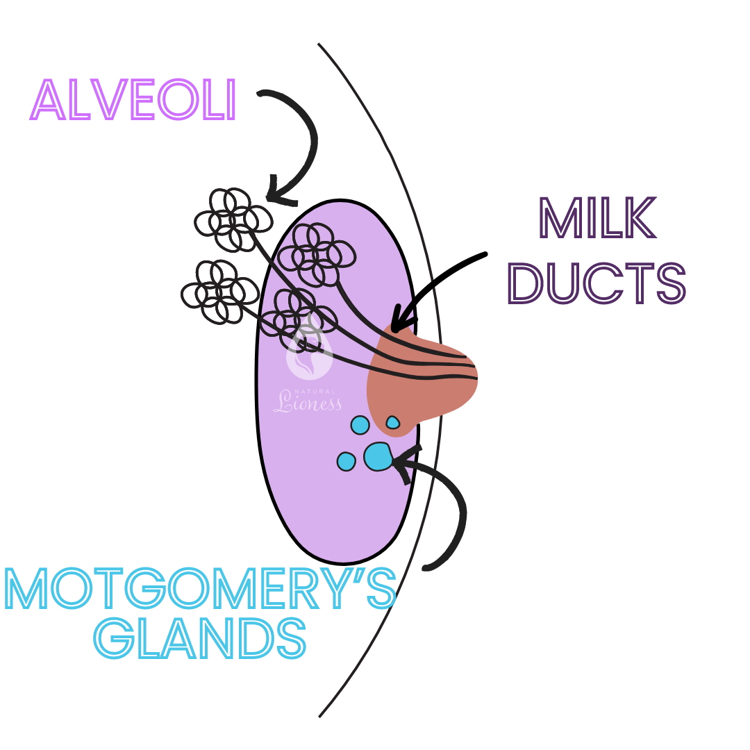 Nipple Know How Demystifying Breast Anatomy For A Smoother Pumping nipple-know-how-demystifying-breast-anatomy-for-a-smoother-pumping