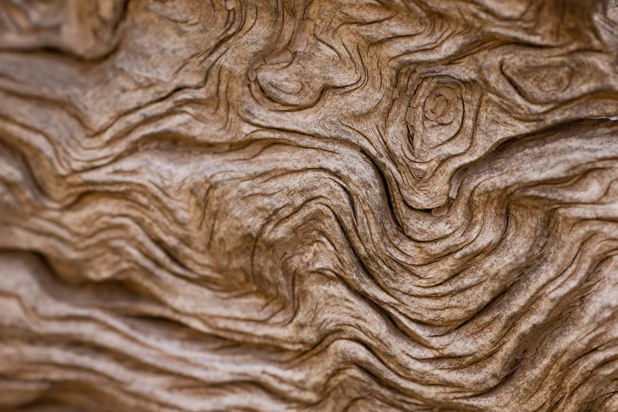 A close-up photograph of a piece of weathered timber. But timber isn't timbre. How do you pronounce timbre? It's "TAM-bur." You don't say it like timber.