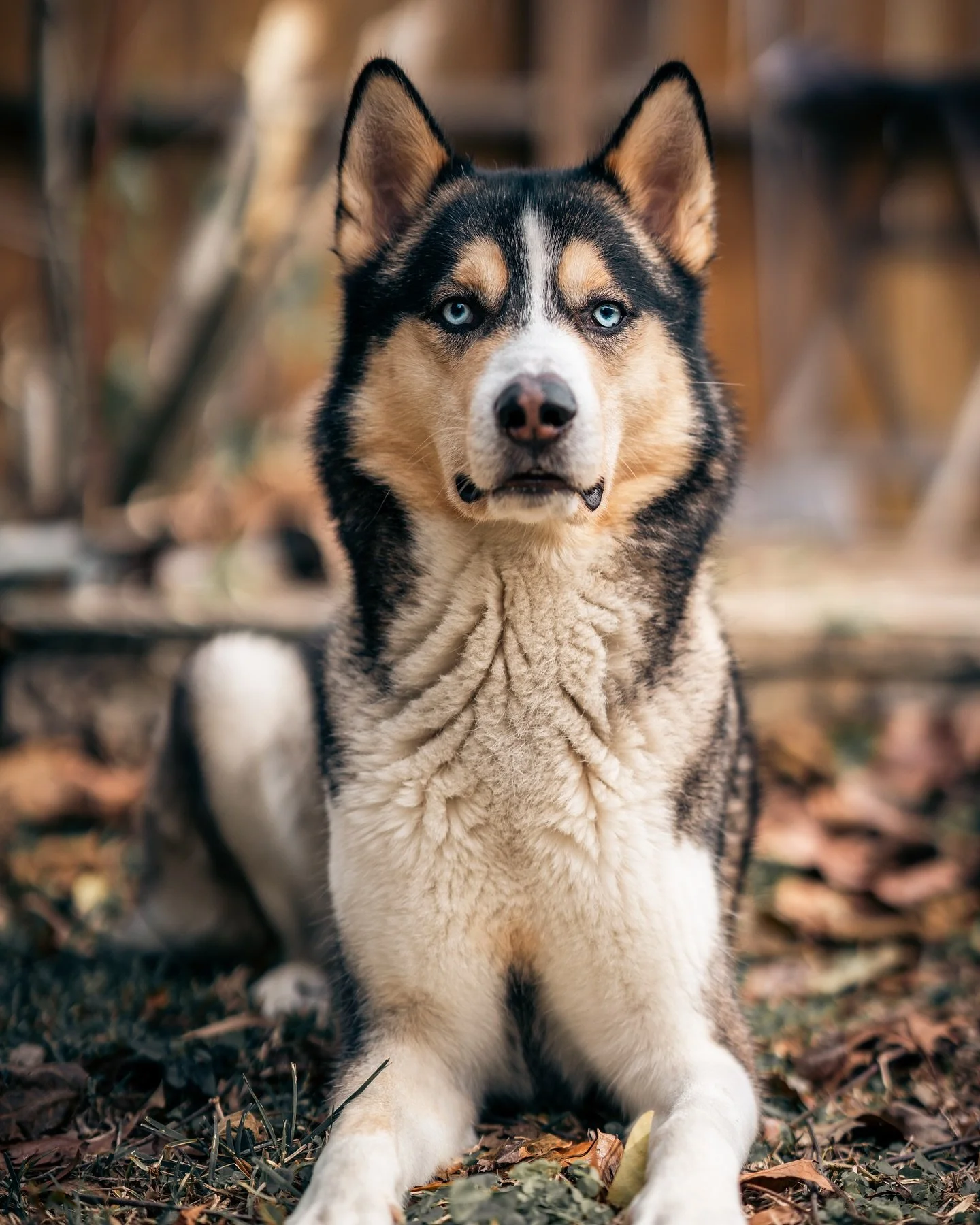 Let&rsquo;s capture your fur babies photos . Book a photoshoot today 

Viatoremphoto.com

&bull;
&bull;
&bull;
&bull;
#houstontx 
#htown 
#petportrait 
#photographersofhouston 
#husky
#dogs
#cats