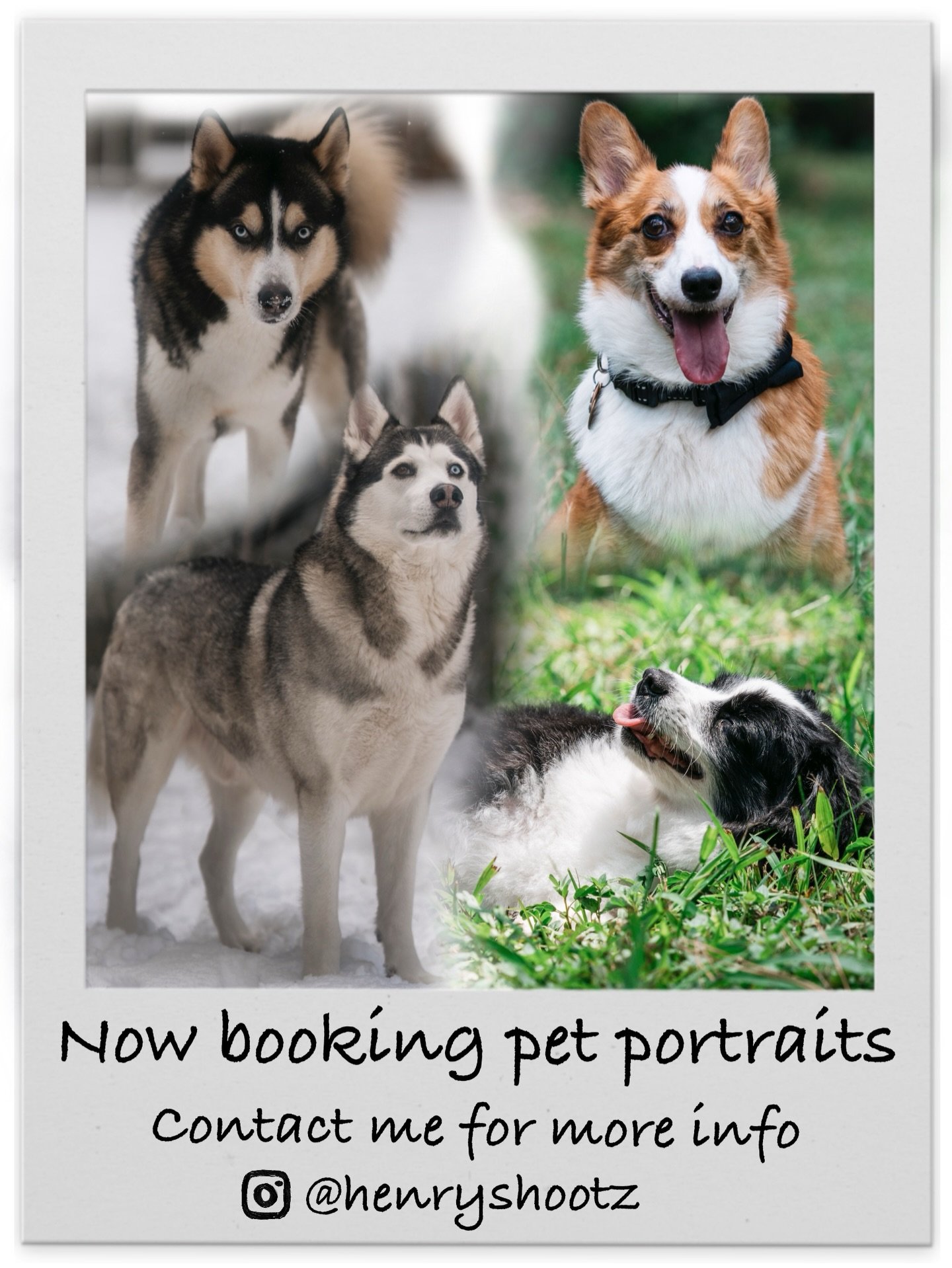Don&rsquo;t wait until it&rsquo;s too late. Get some photos of you and your fur baby to look back on. 

#houstonpetphotographer #petportrait #houston