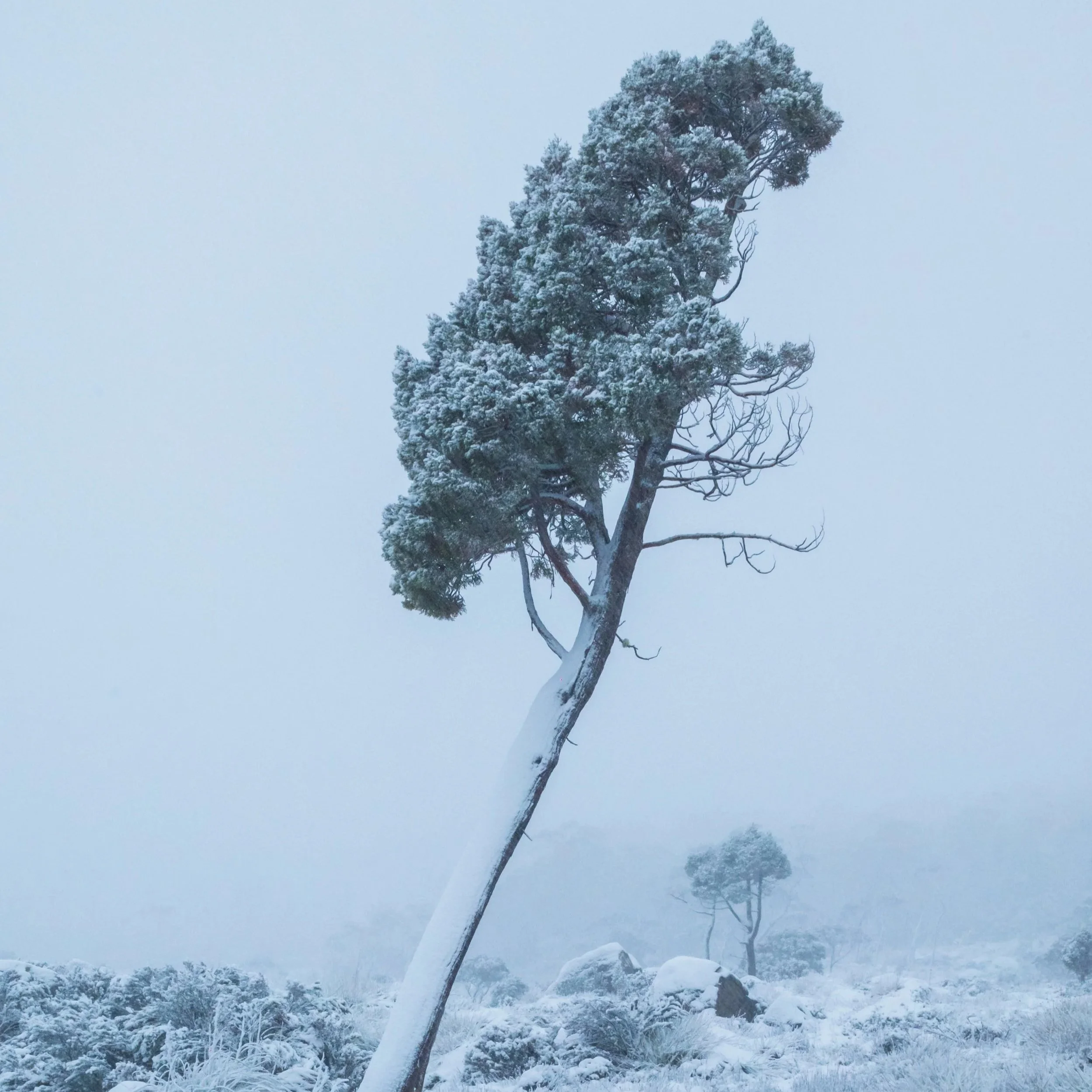 First Snow