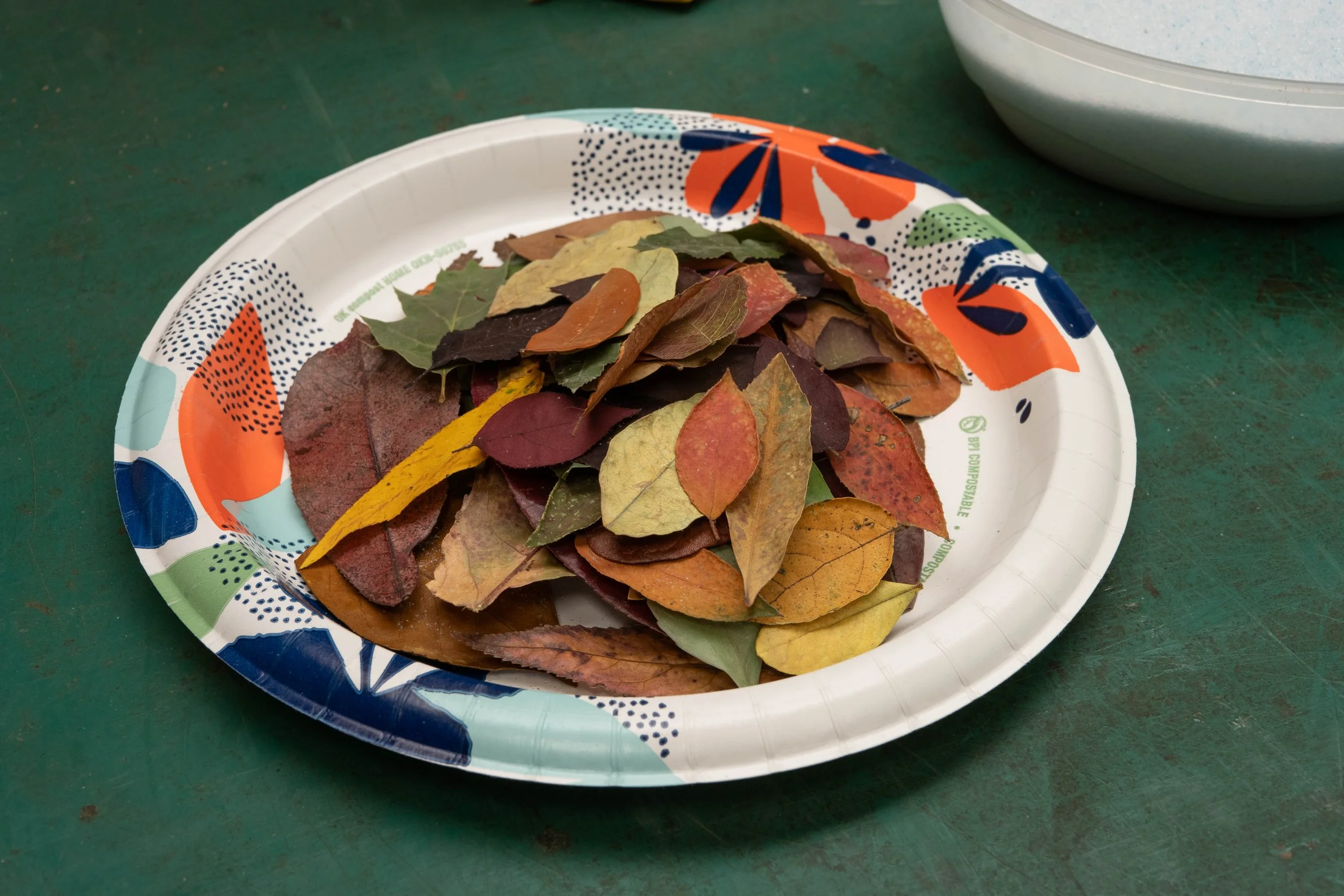 I collected some leaves from the neighbourhood of the shop and dried them using silica gel, for use in the rosette.
