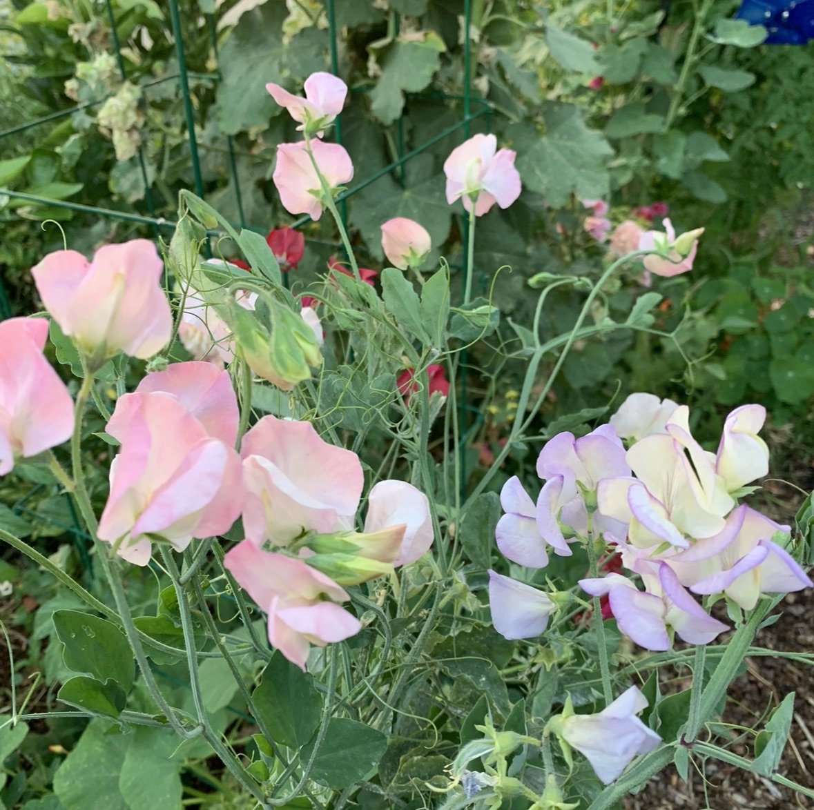 IMG_3448.jpeg