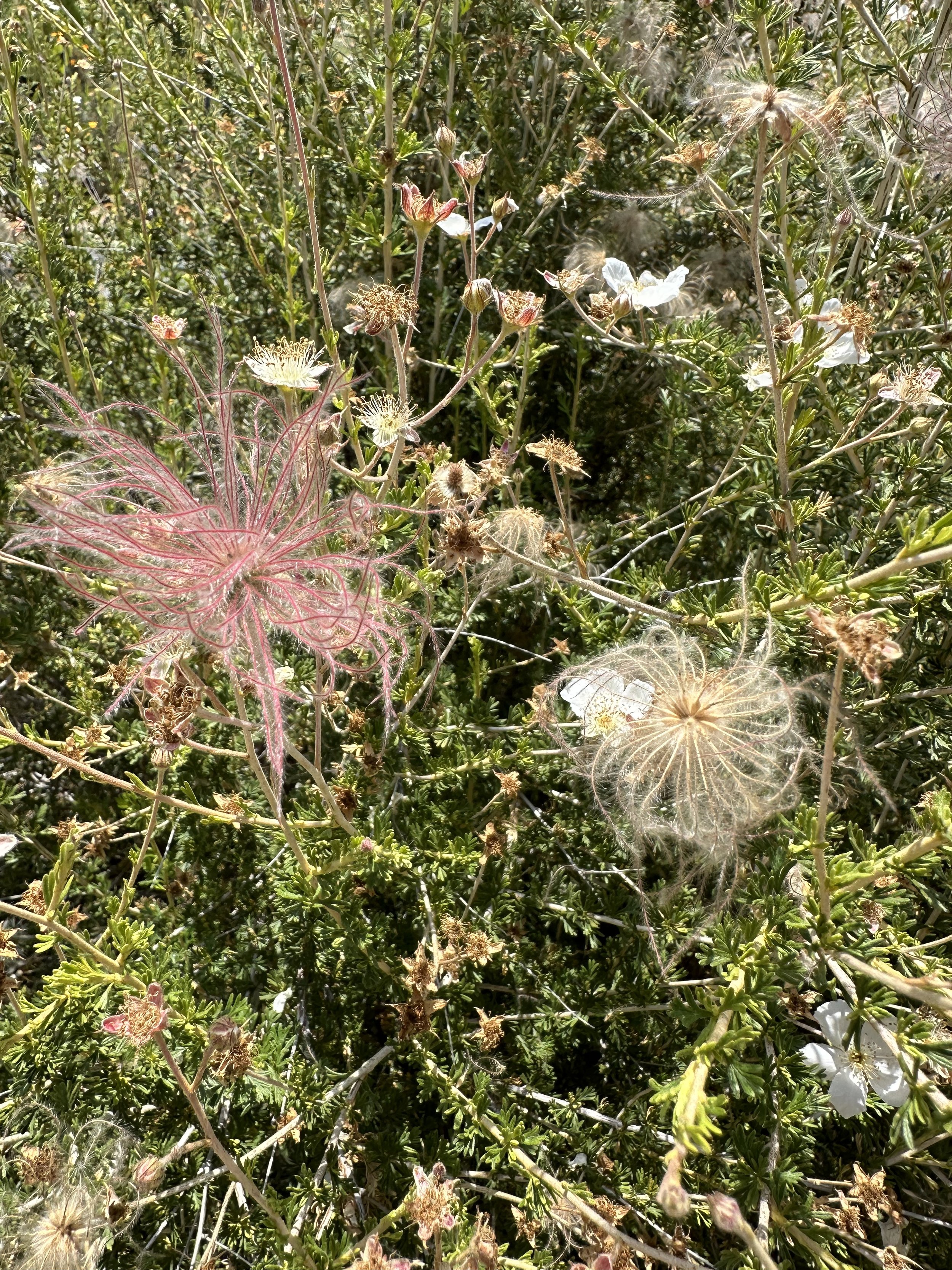 IMG_1792.jpeg