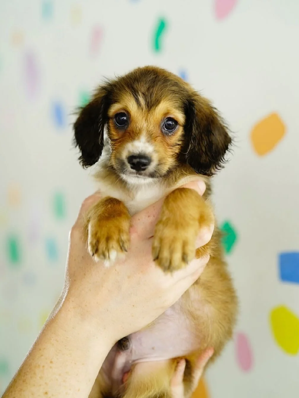 ☀️SUNSHINE MAKERS MARKET X PUP CULTURE RESCUE🐾 Um, we already knew this Saturday at @helmsdesigndistrict would be fabulous- but it got even cuter! 
This Saturday join us at our market and meet your new best friend!! 🐕 @pupculturerescue will be on