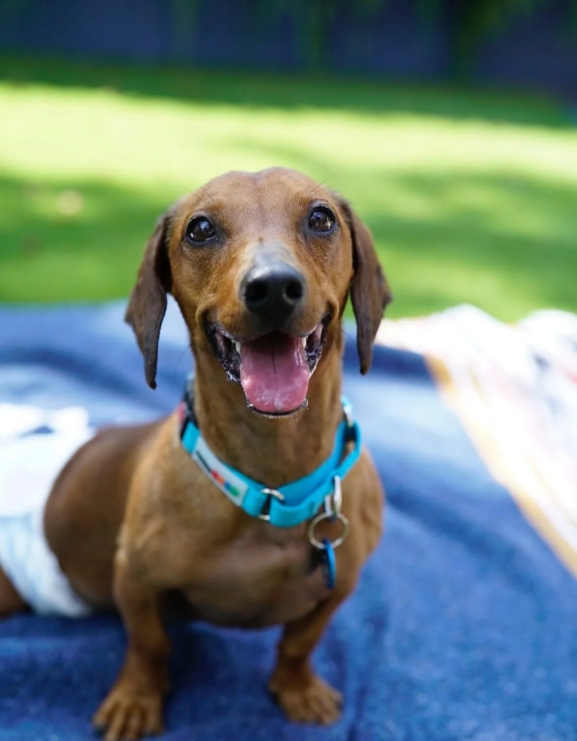 ☀️BEST GIFT EVER- YOUR NEWEST FAMILY MEMBER!☀️😍🐕🐾 Joining us once again are our pals from @pupculturerescue tomorrow at @helmsdesigndistrict ! 

When they joined us in October we were thrilled to learn they had their most successful event to date,