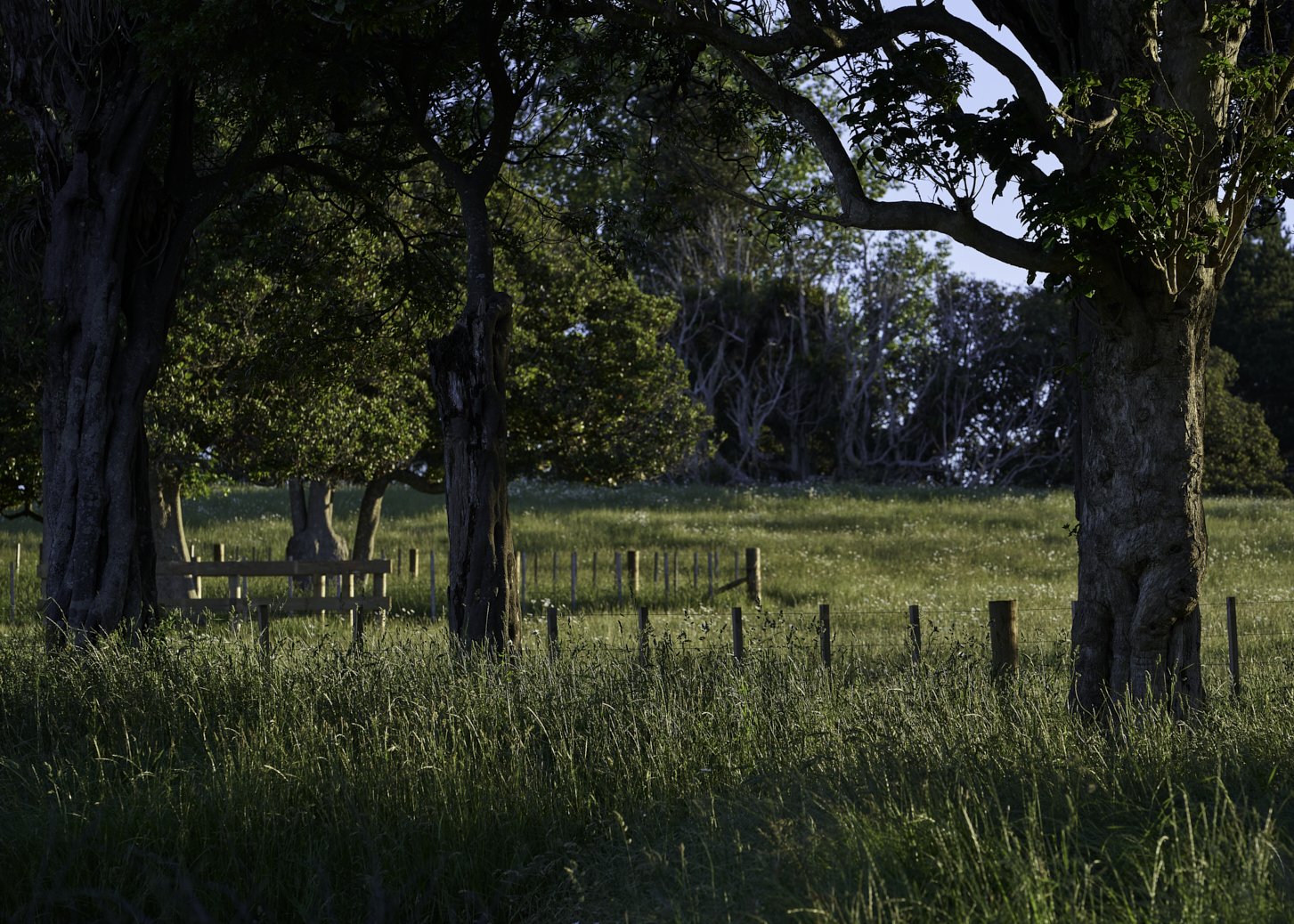 Rural Waikato
