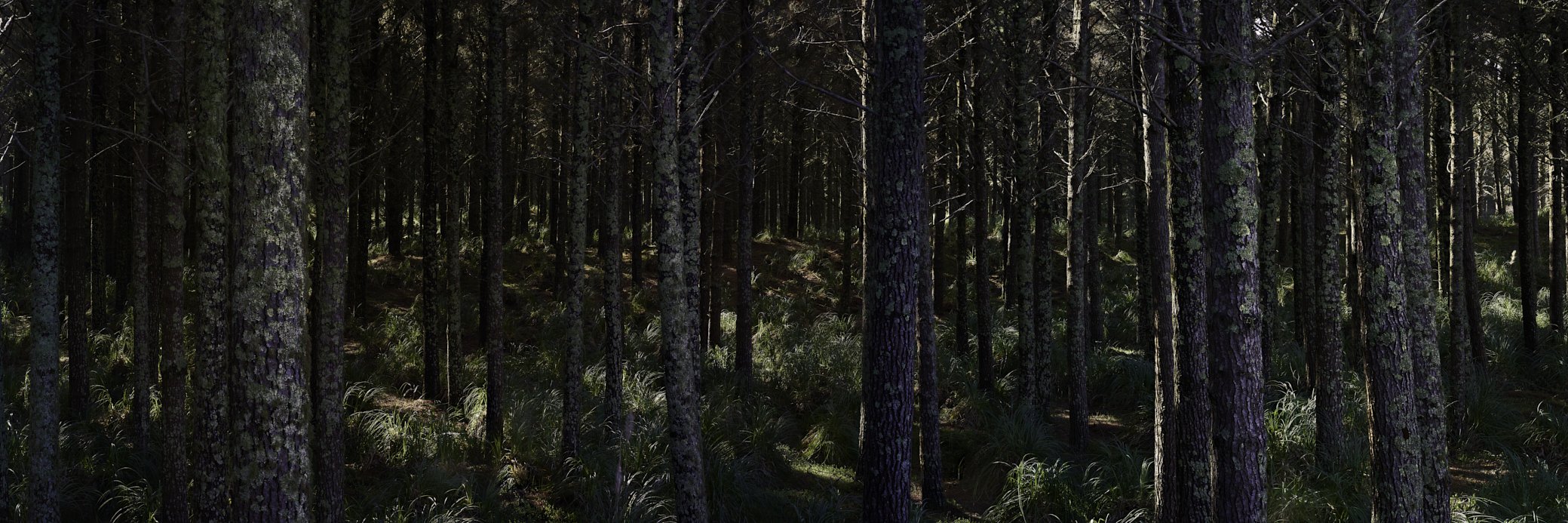 Waiuku Forest