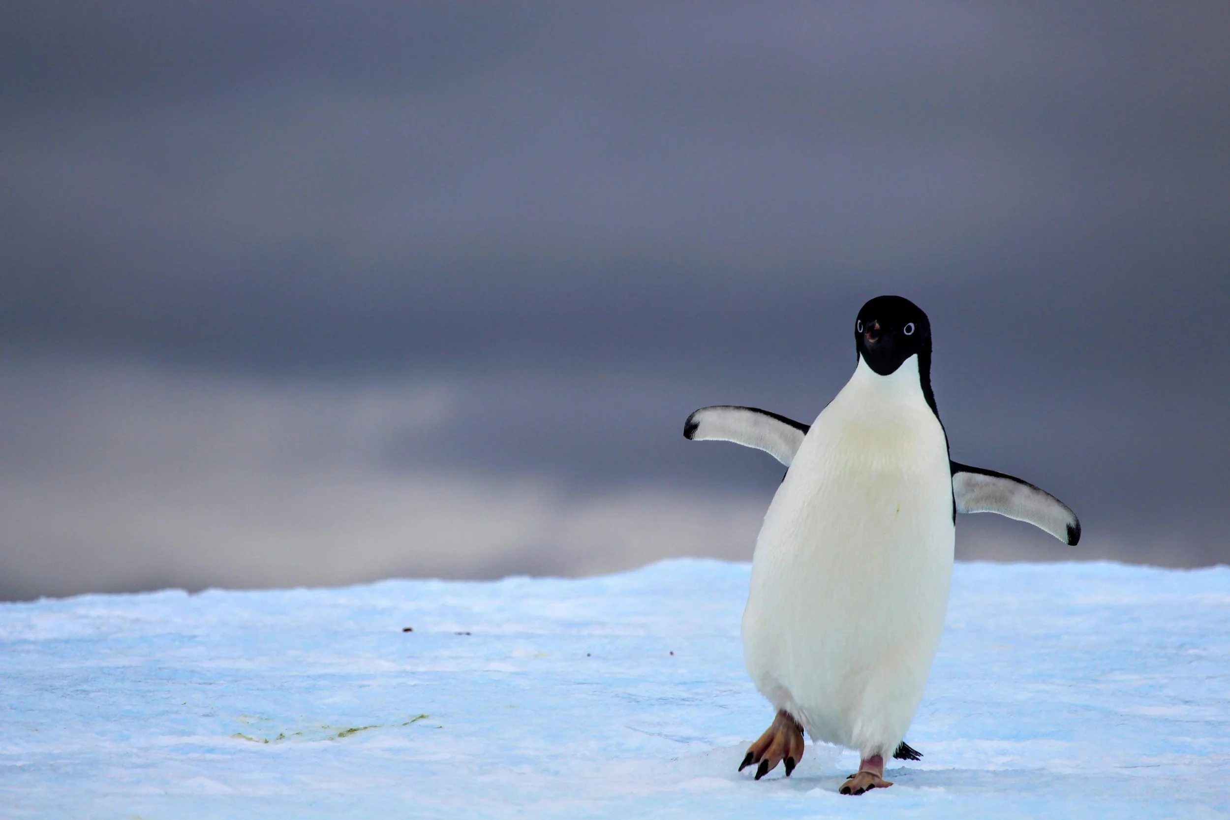 TRA UN ROBOTTINO E DEI PINGUINI: LA PARTE BUONA CHE NON SAPPIAMO SPIEGARE