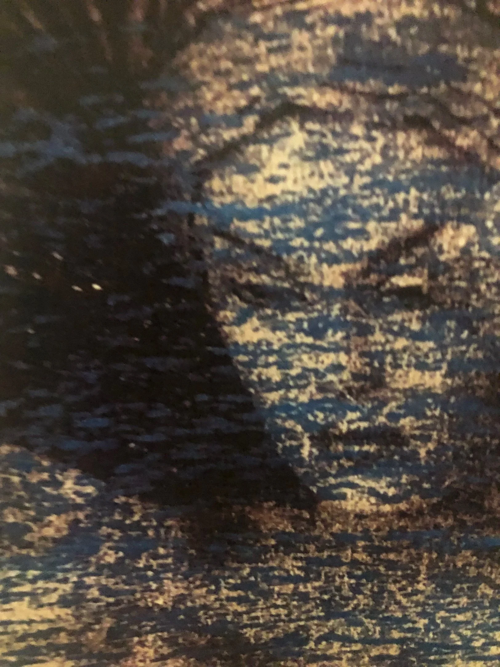 Madonna Lilly (photograph, crayon)