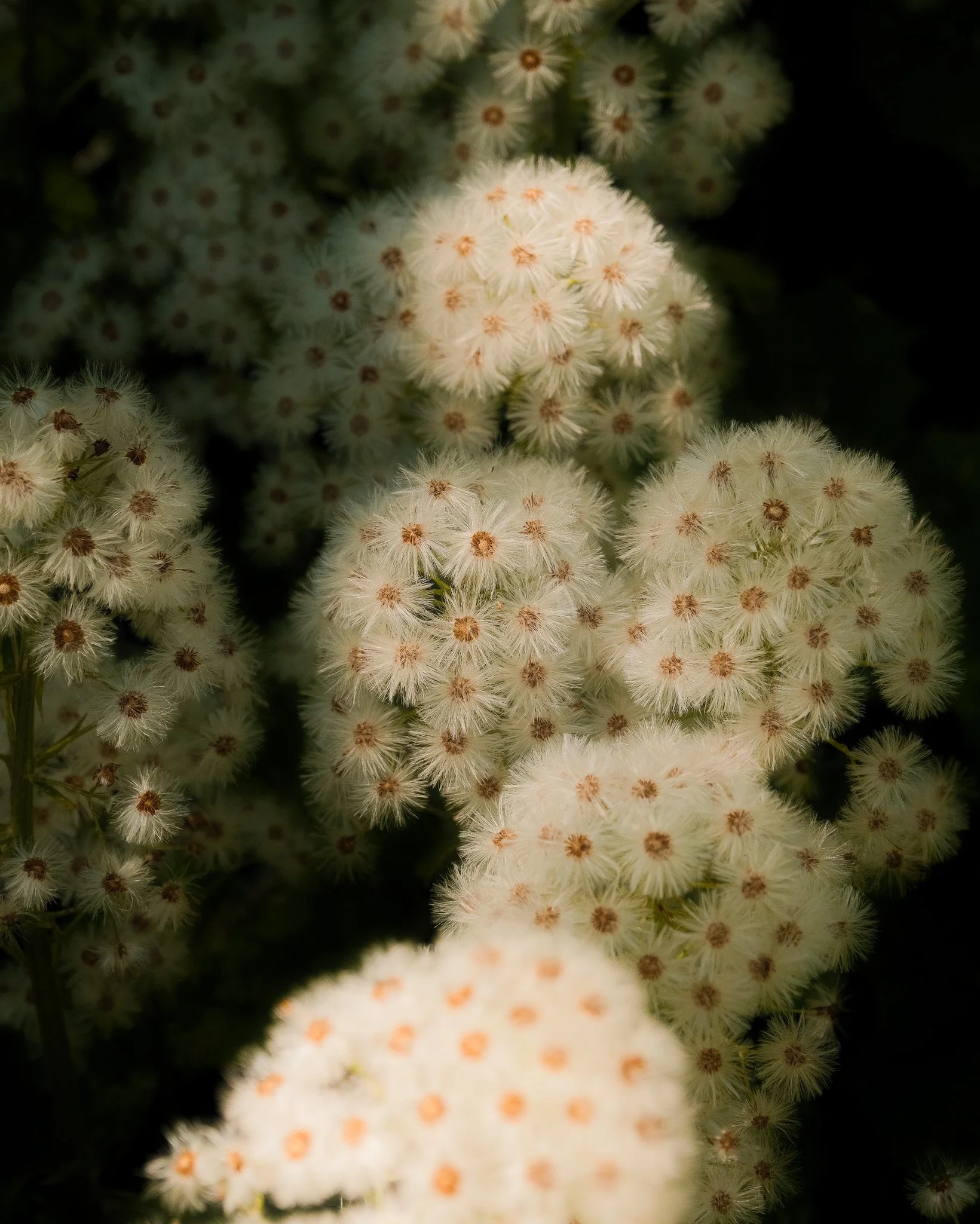 DSCF6055.jpg