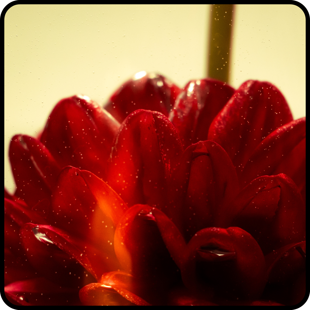 Design ohne Titel.png