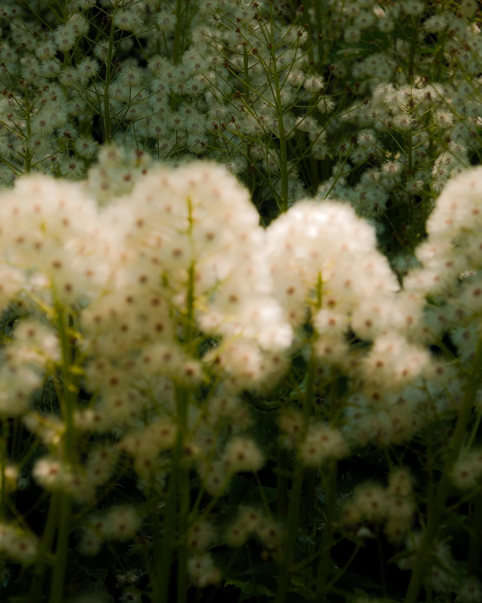DSCF6056.jpg