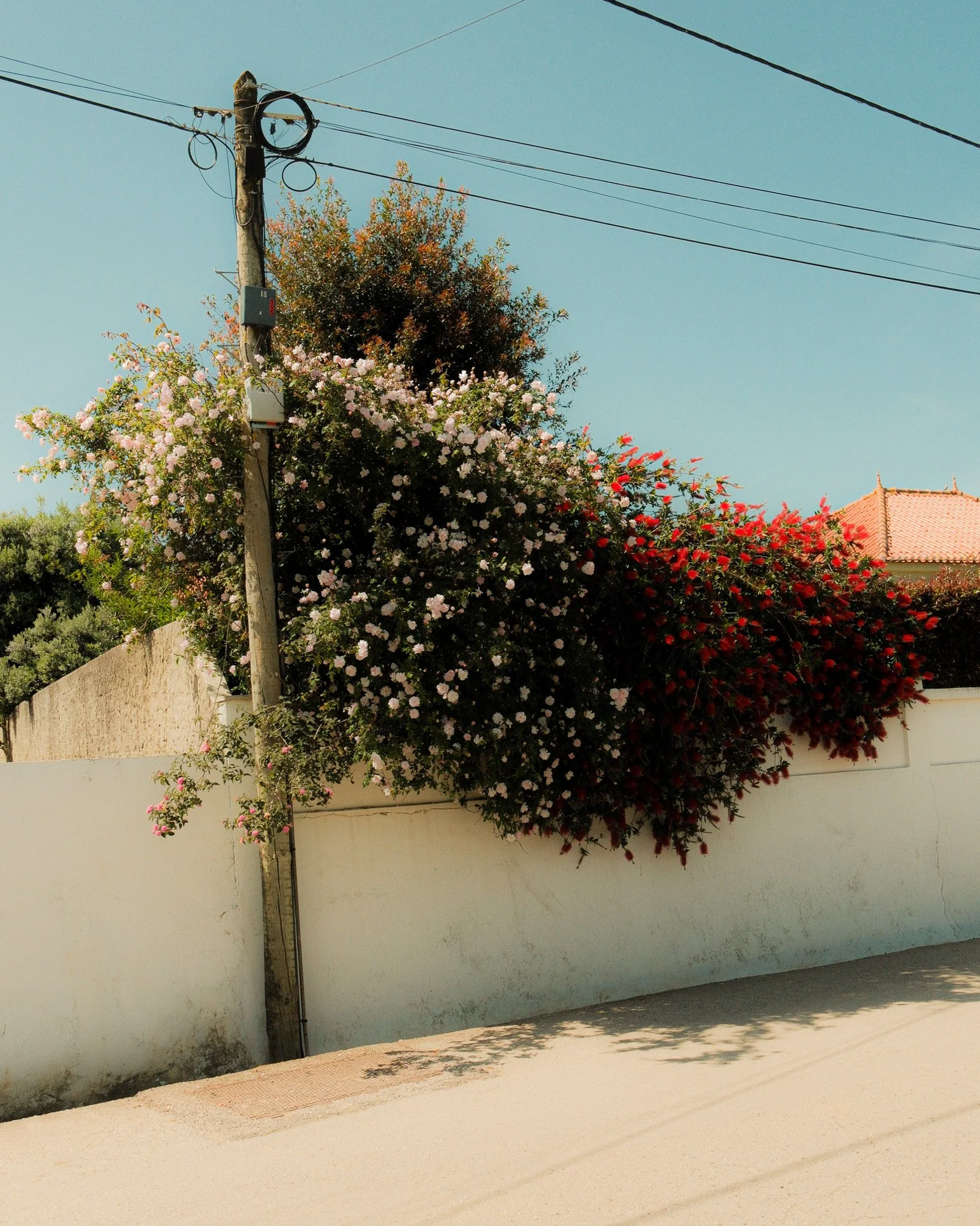 DSCF5504.jpg