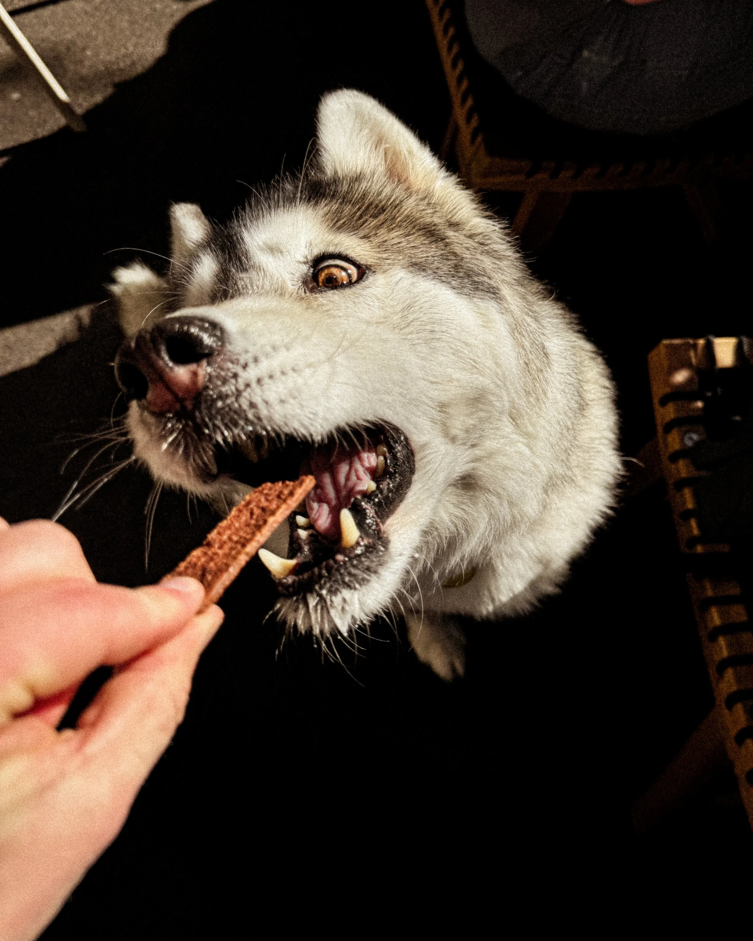 Dog-Friendly Days Out in Geelong (With a Garden Café Stop)