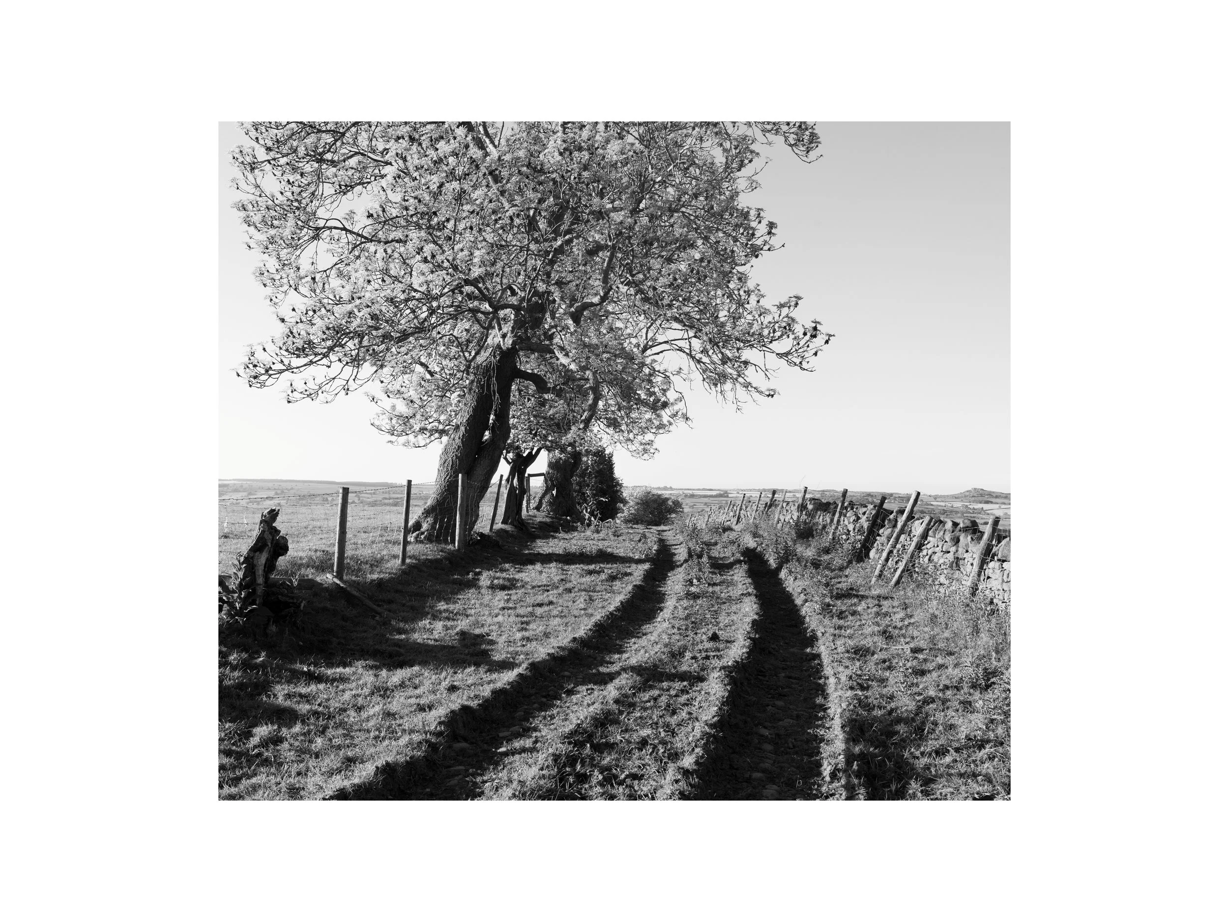 Home prints design.jpg