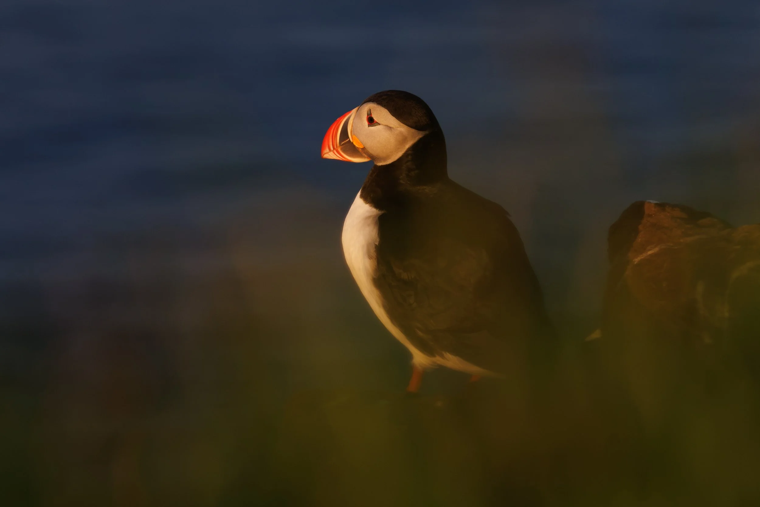 Puffin.jpg
