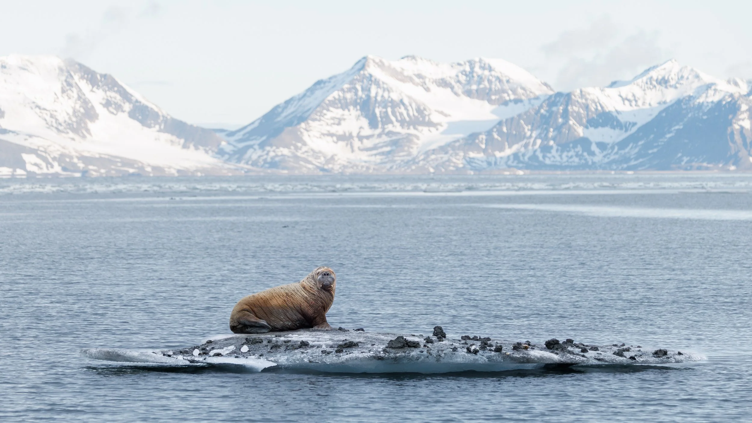 SvalWalrus1.jpg