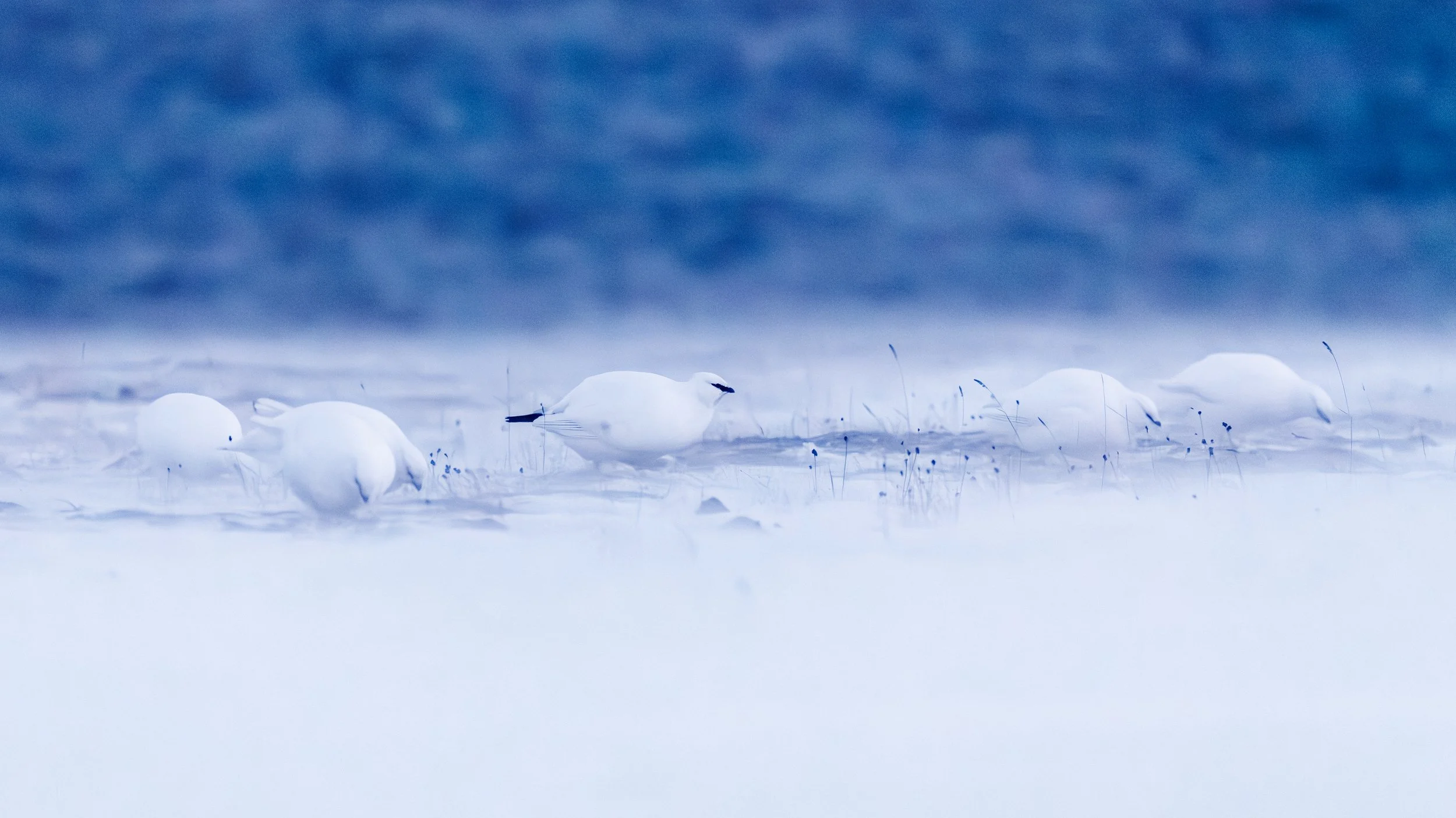 SvalPtarmigan.jpg