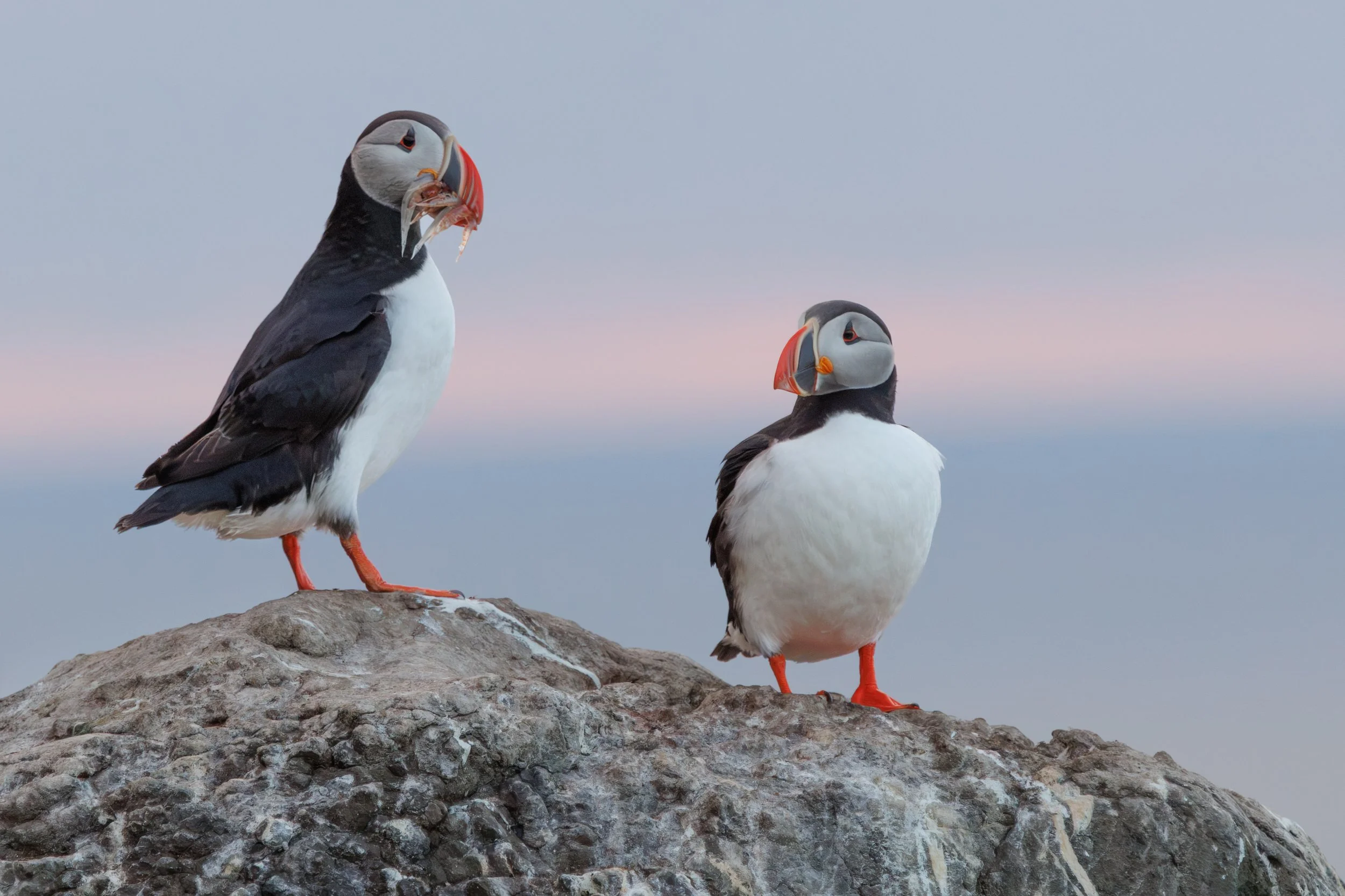 Puffins.jpg