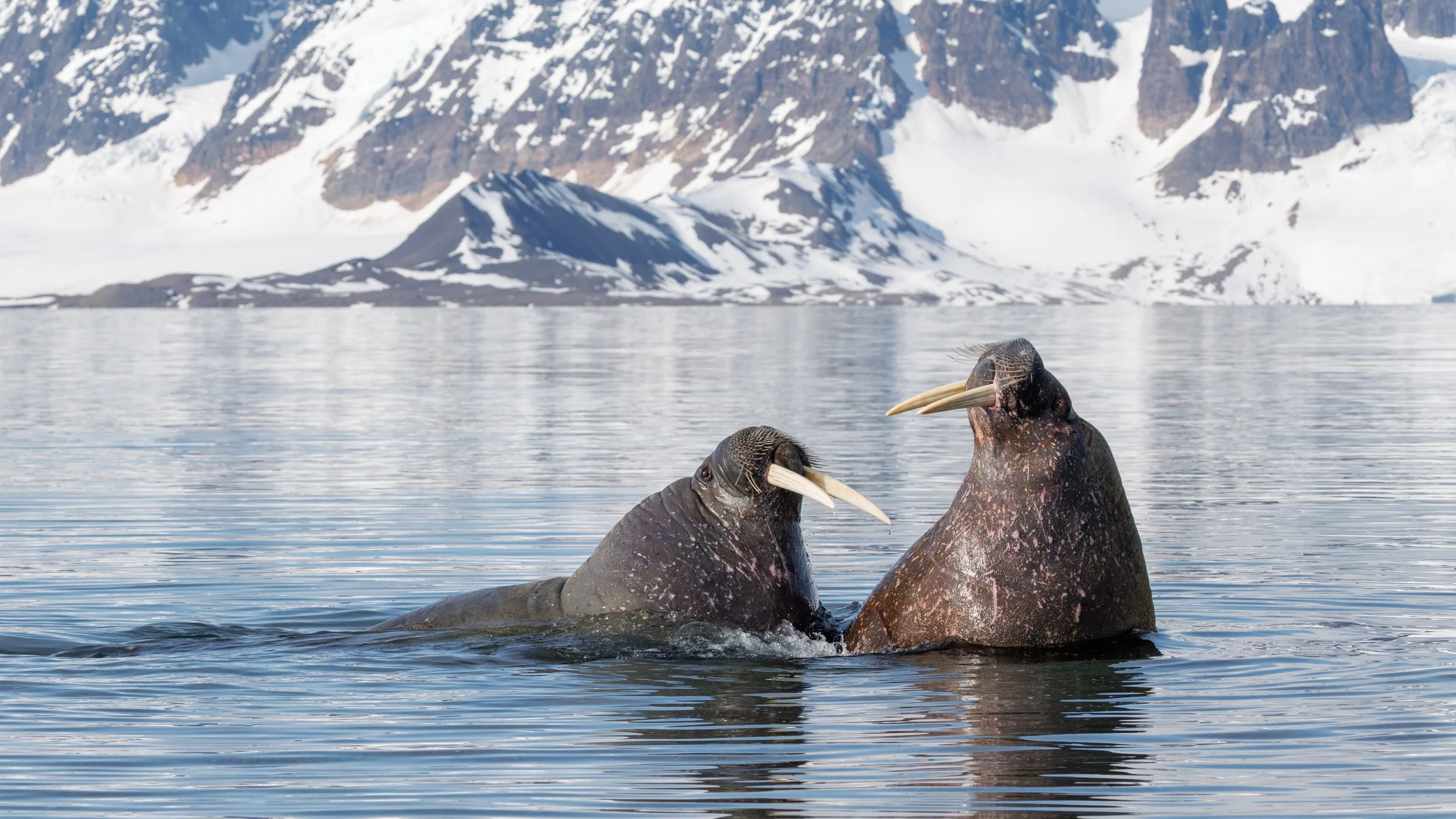 SvalWalrus2.jpg