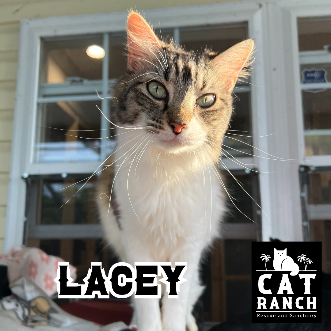 Adoptable Cats — The Cat Ranch