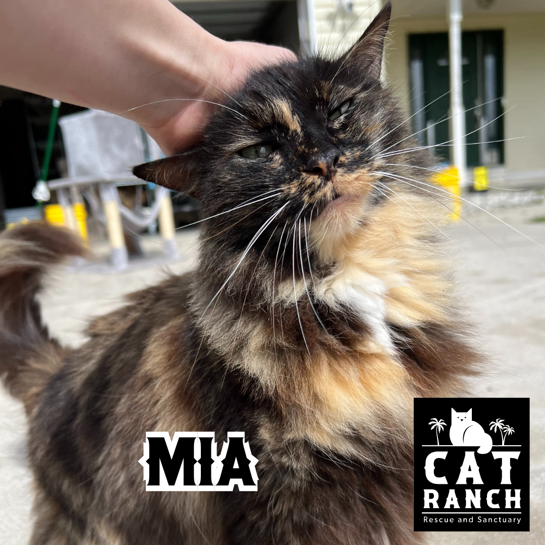 Adoptable Cats — The Cat Ranch