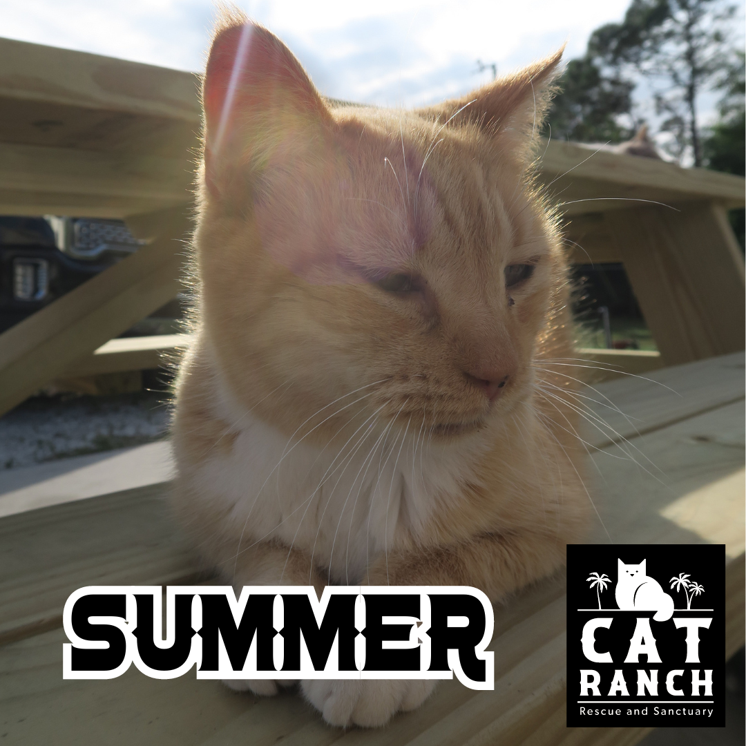 Adoptable Cats — The Cat Ranch