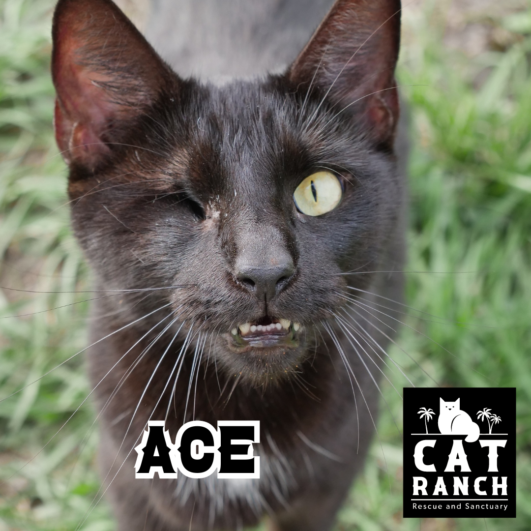 Adoptable Cats — The Cat Ranch