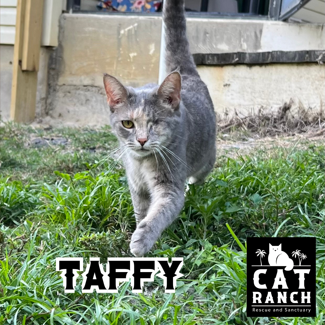Adoptable Cats — The Cat Ranch