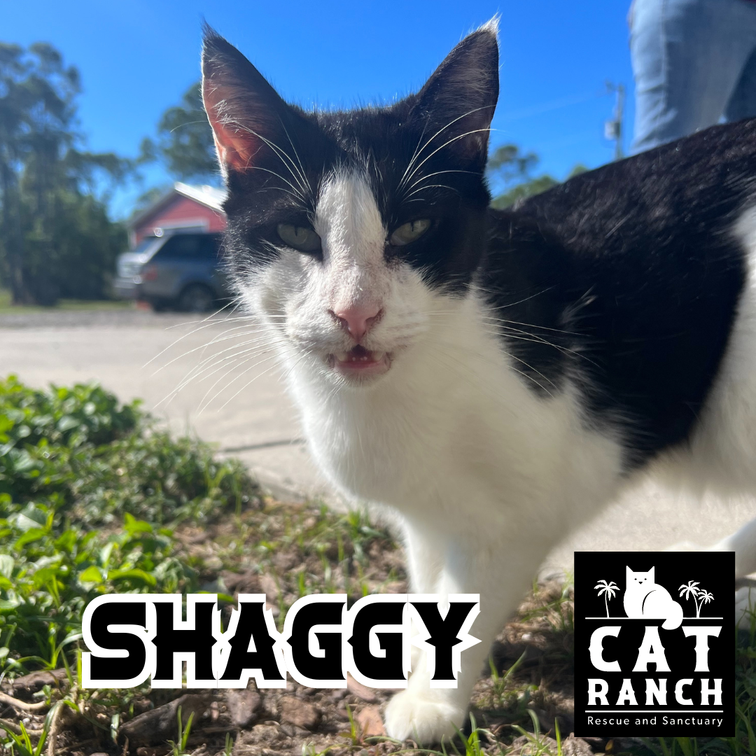 Adoptable Cats — The Cat Ranch