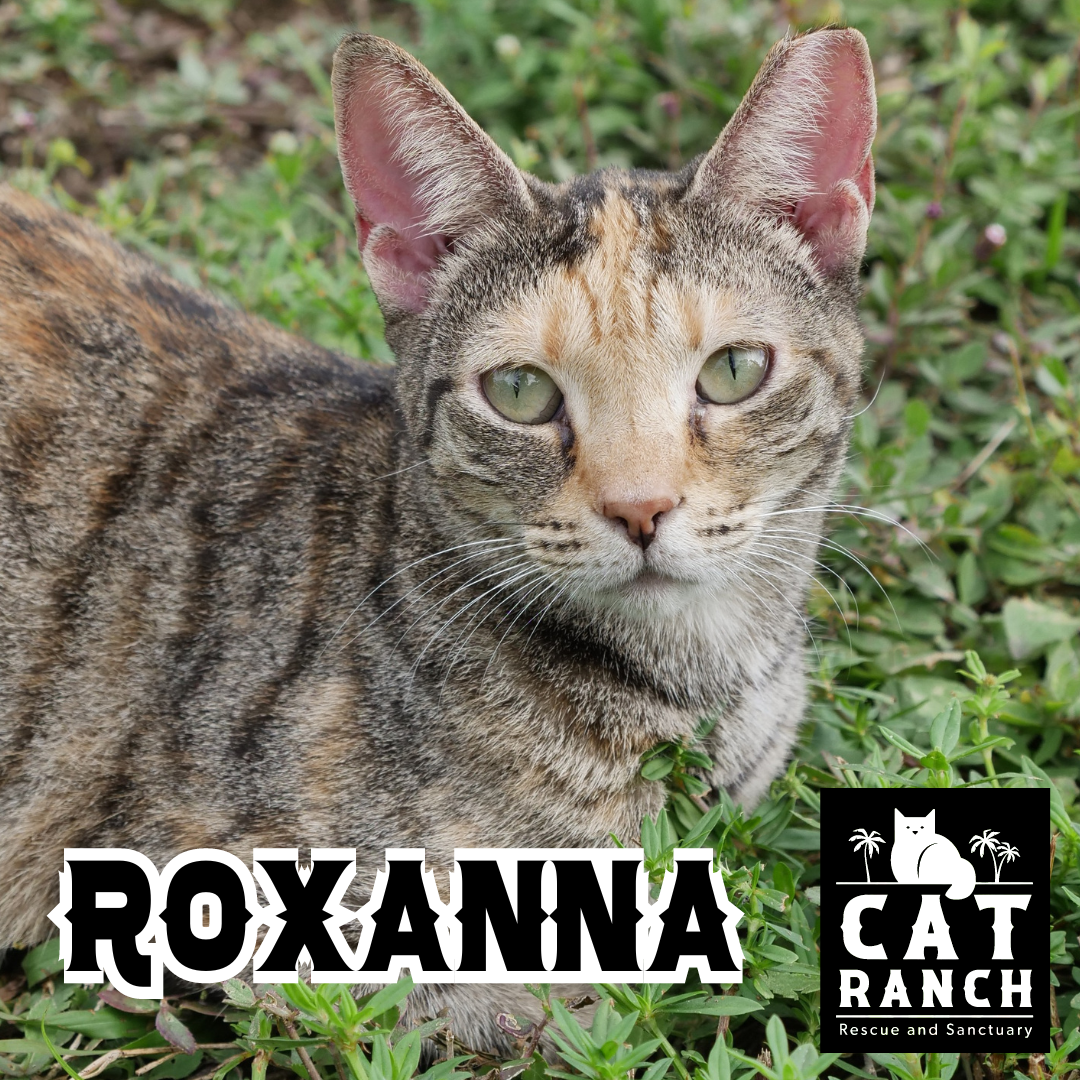 Adoptable Cats — The Cat Ranch